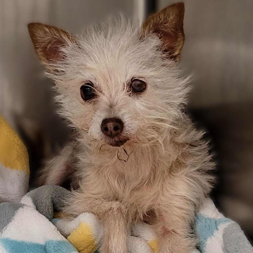 Enlarge Sadie, an adopted mixed breed in Los Angeles, CA image 1/2