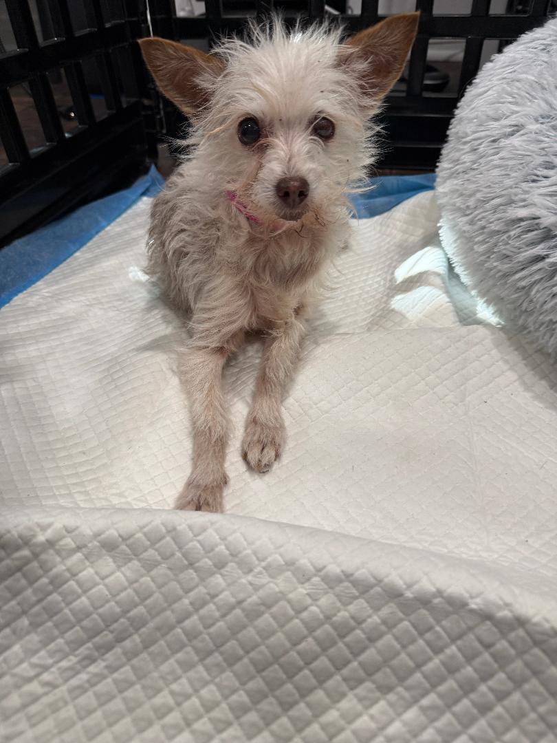 Enlarge Sadie, an adopted mixed breed in Los Angeles, CA image 2/2