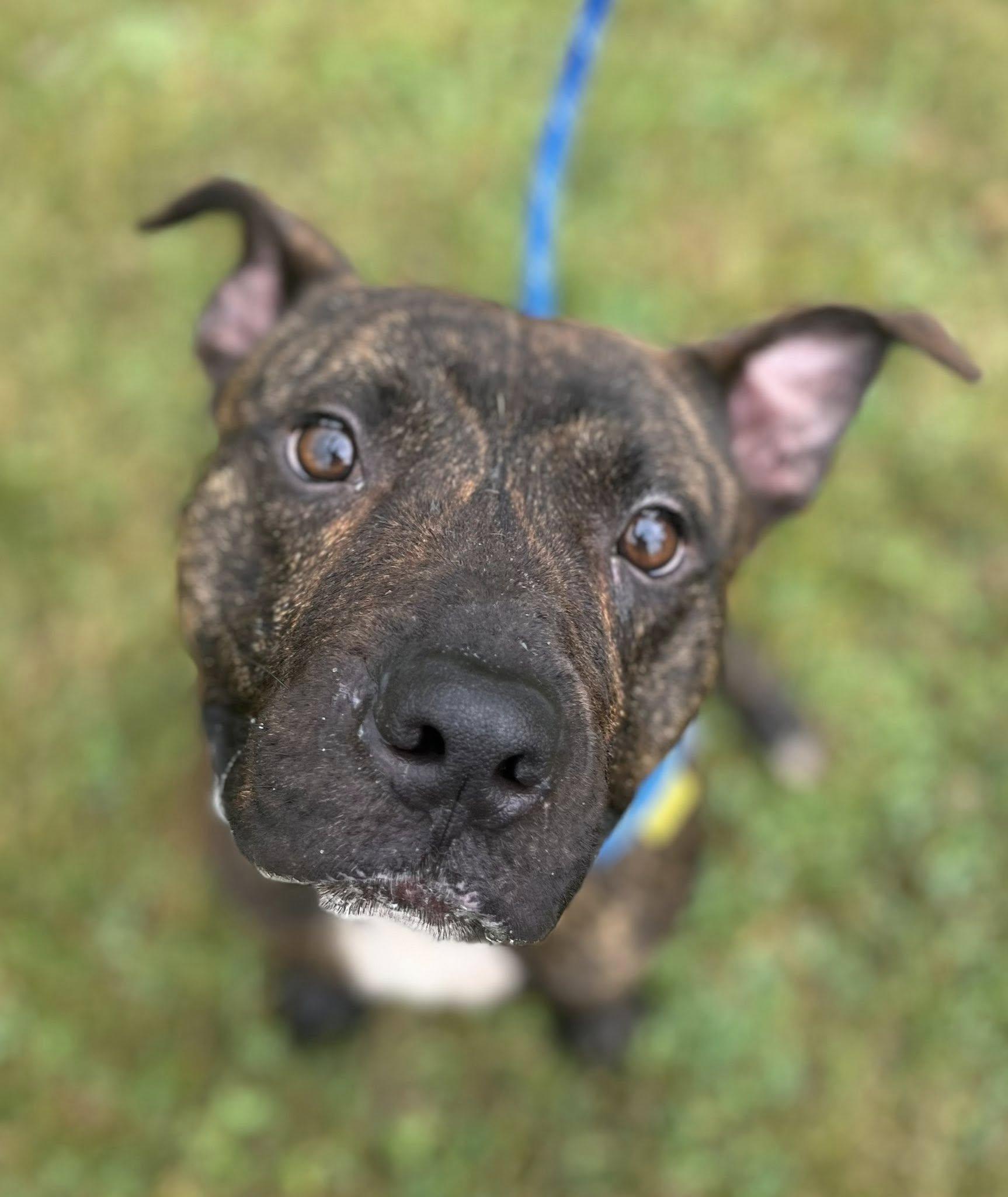 Beckham, an adoptable mixed breed in Cleveland, OH image 2/6