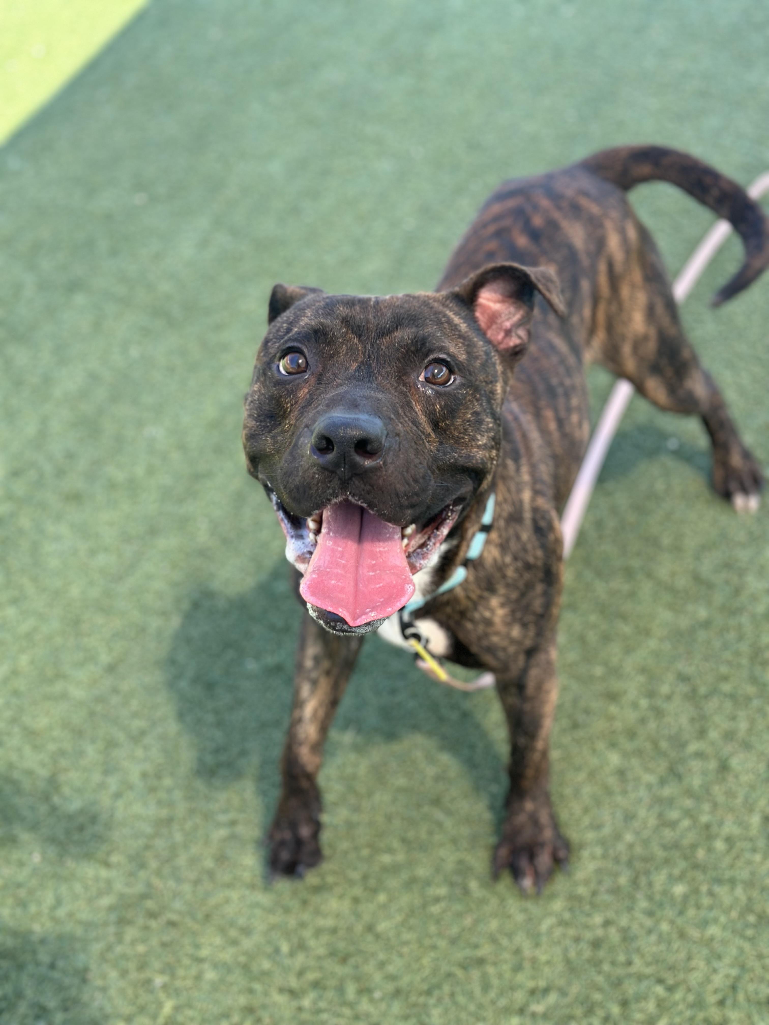 Beckham, an adoptable mixed breed in Cleveland, OH image 4/6