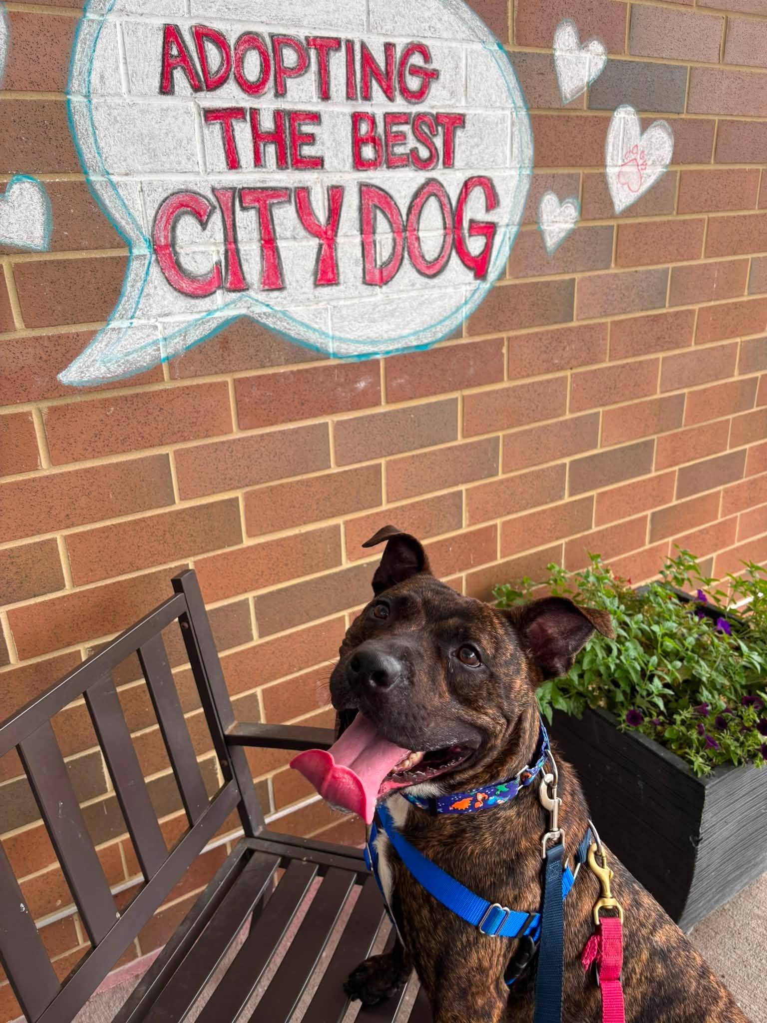 Beckham, an adoptable mixed breed in Cleveland, OH image 5/6