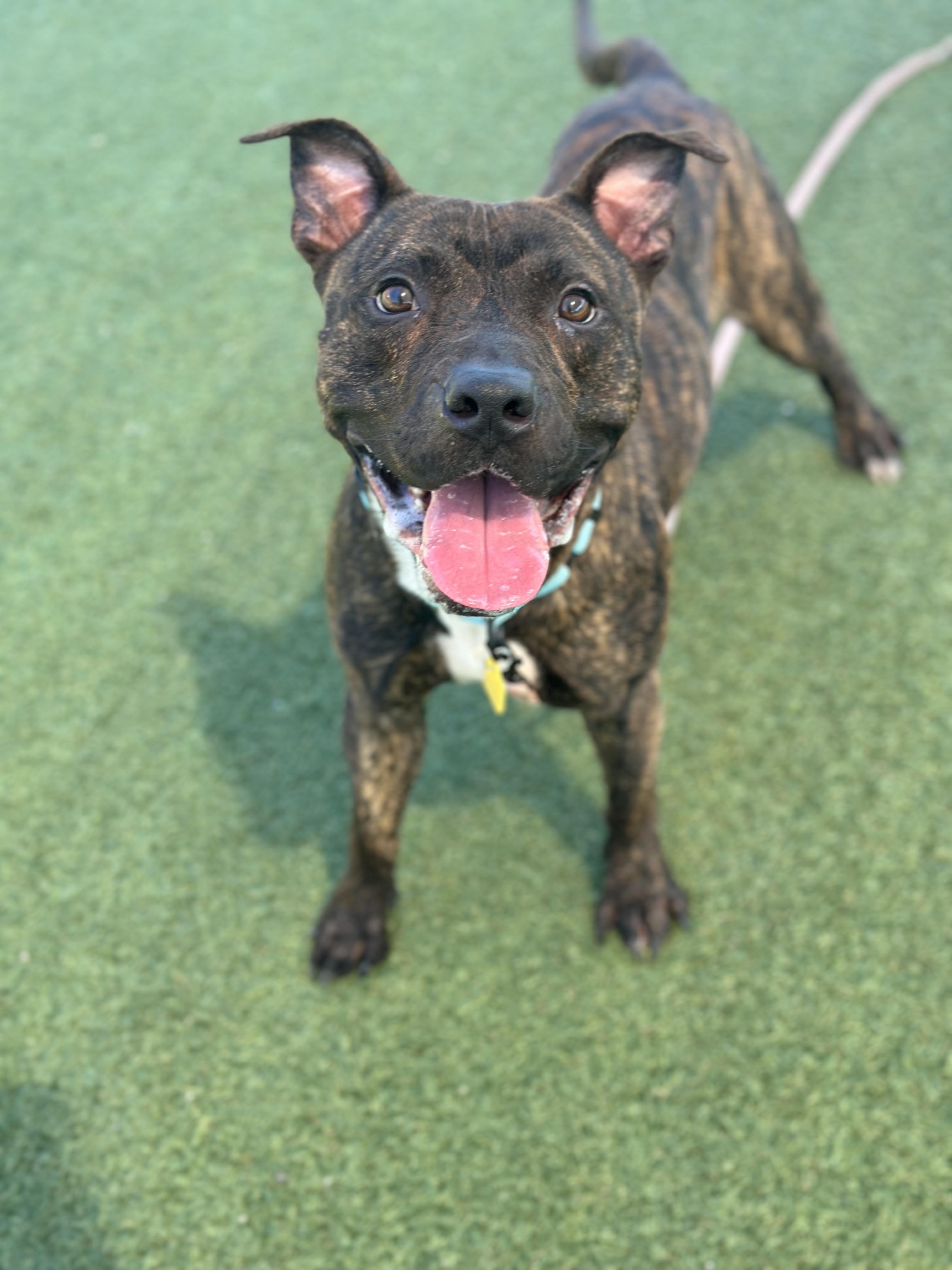 Beckham, an adoptable mixed breed in Cleveland, OH image 1/6
