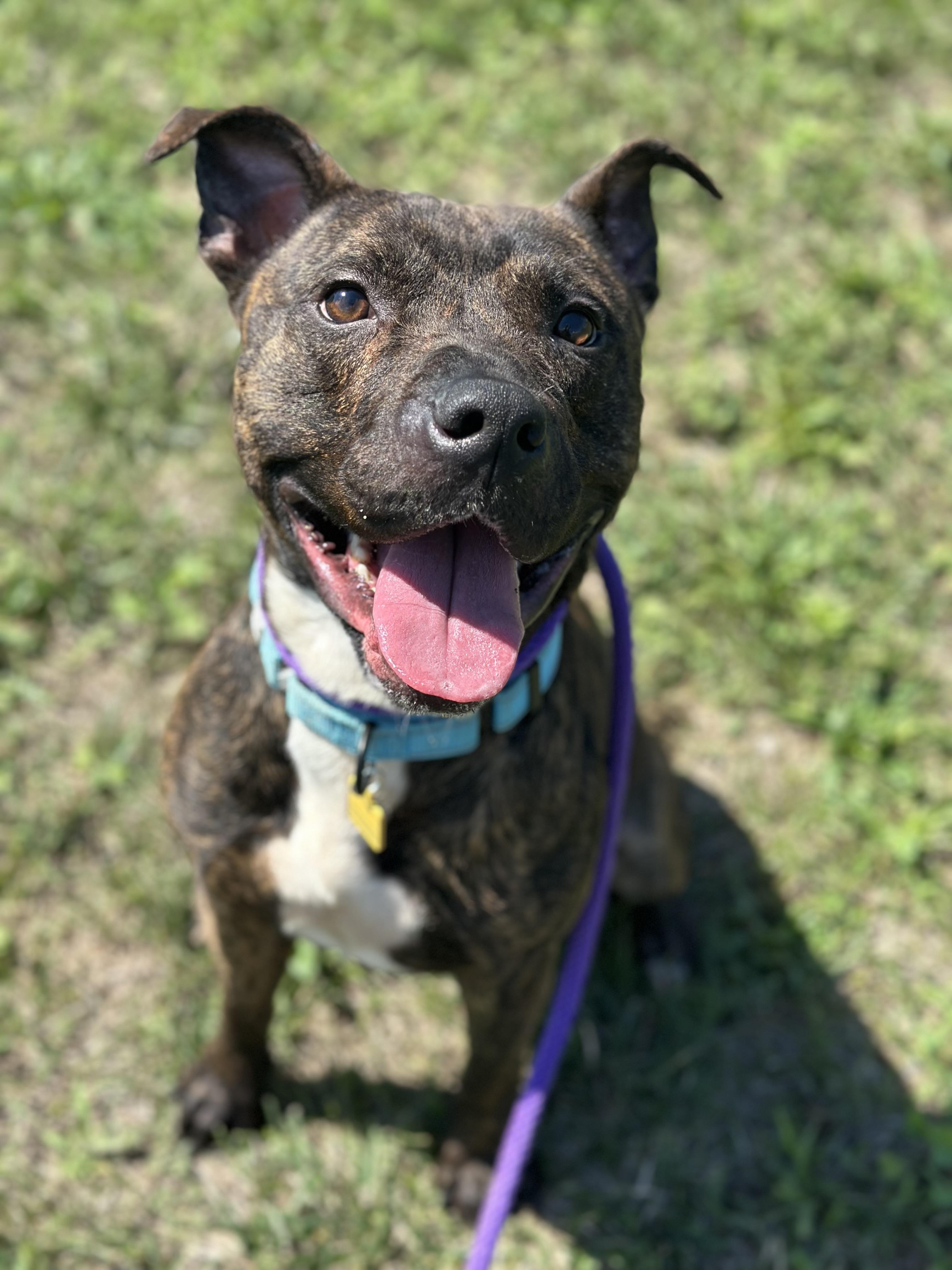 Beckham, an adoptable mixed breed in Cleveland, OH image 3/6