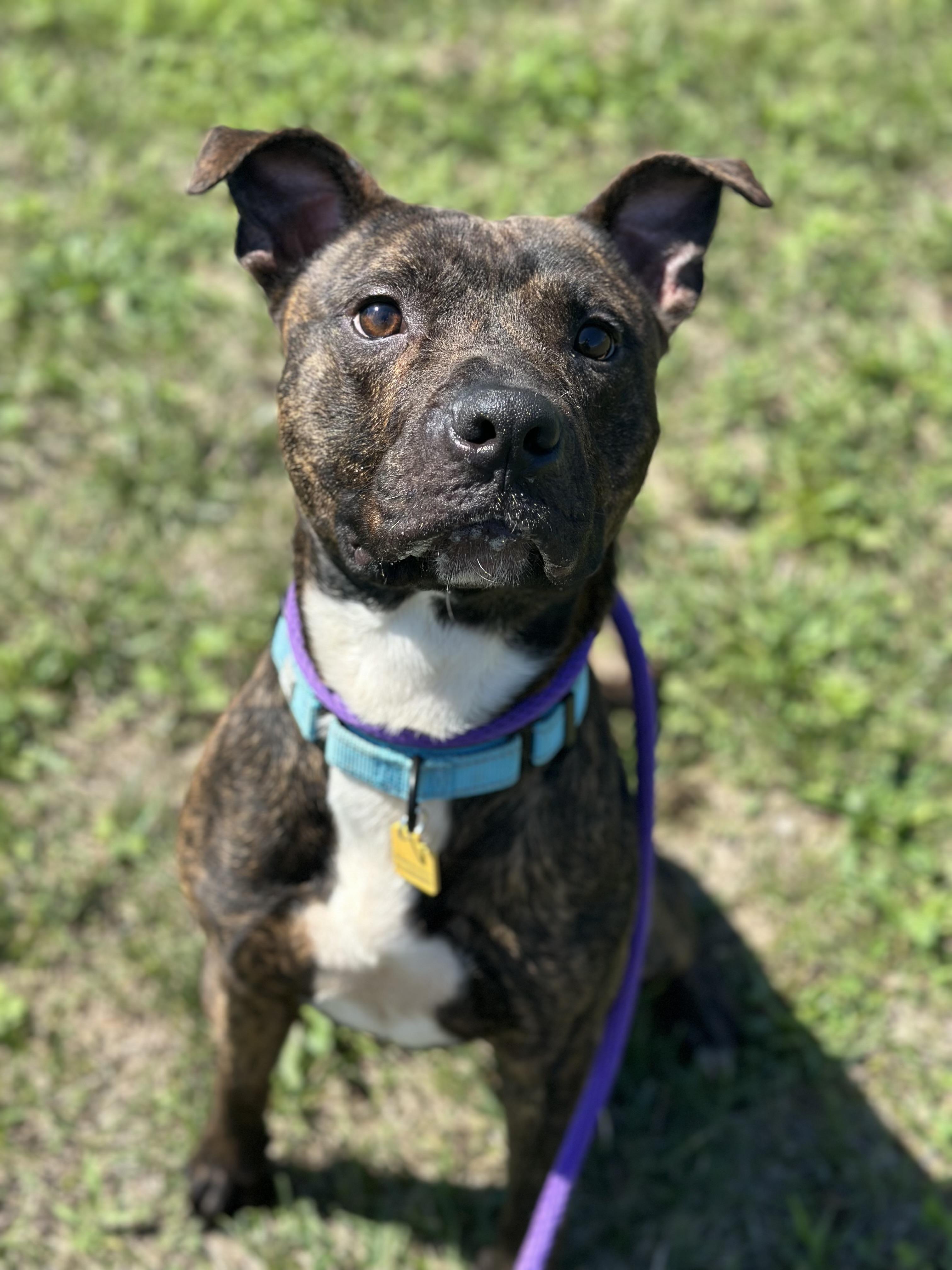 Beckham, an adoptable mixed breed in Cleveland, OH image 6/6