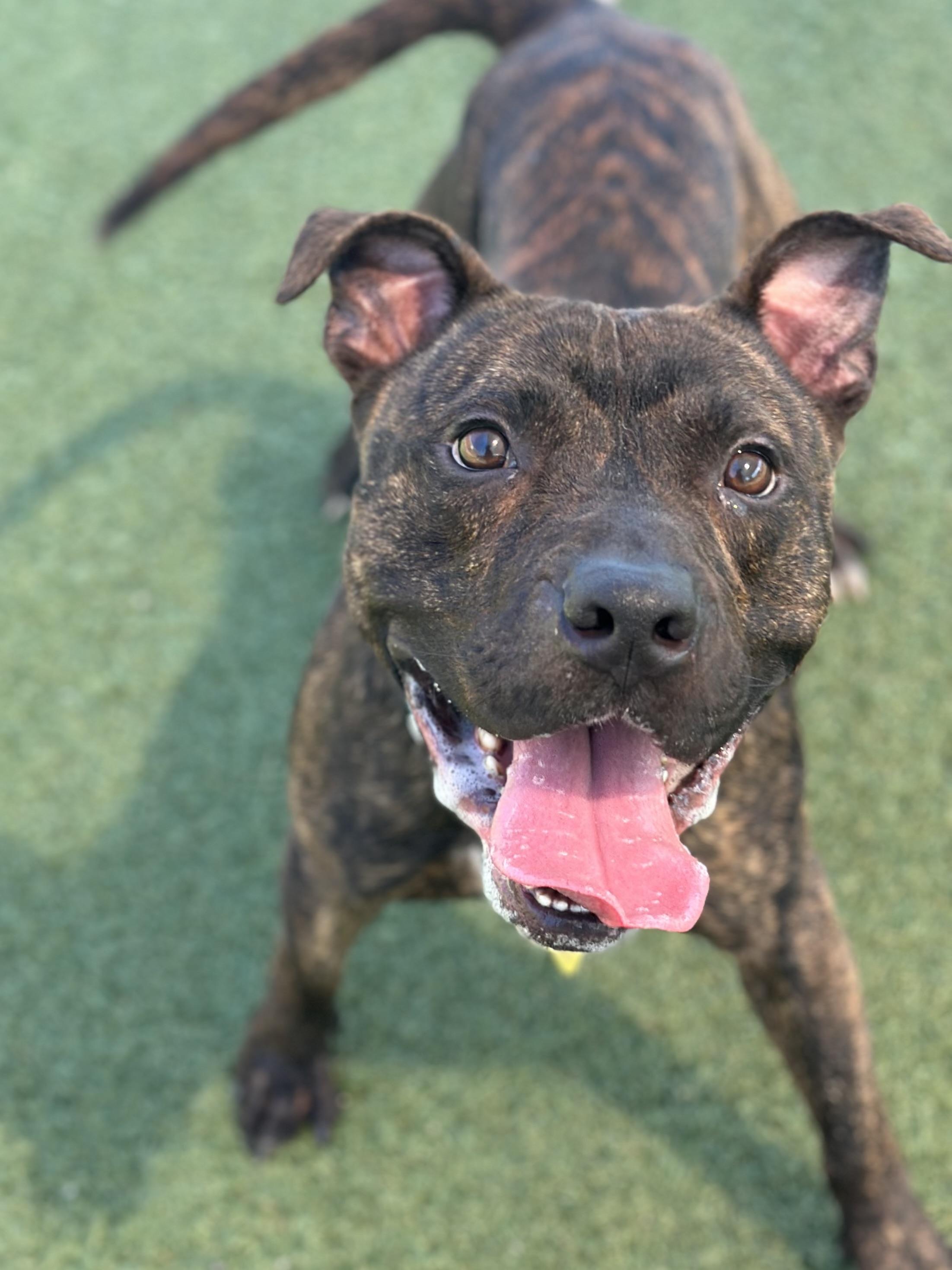 Beckham, an adoptable mixed breed in Cleveland, OH image 5/6