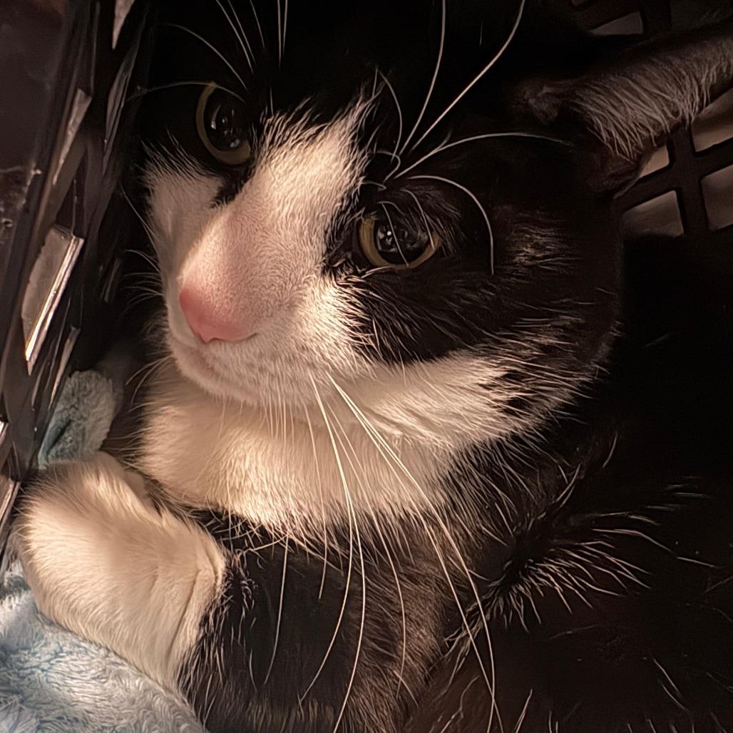 Enlarge Oreo, a Adoptable Domestic Short Hair in Brockton, MA image 1/1