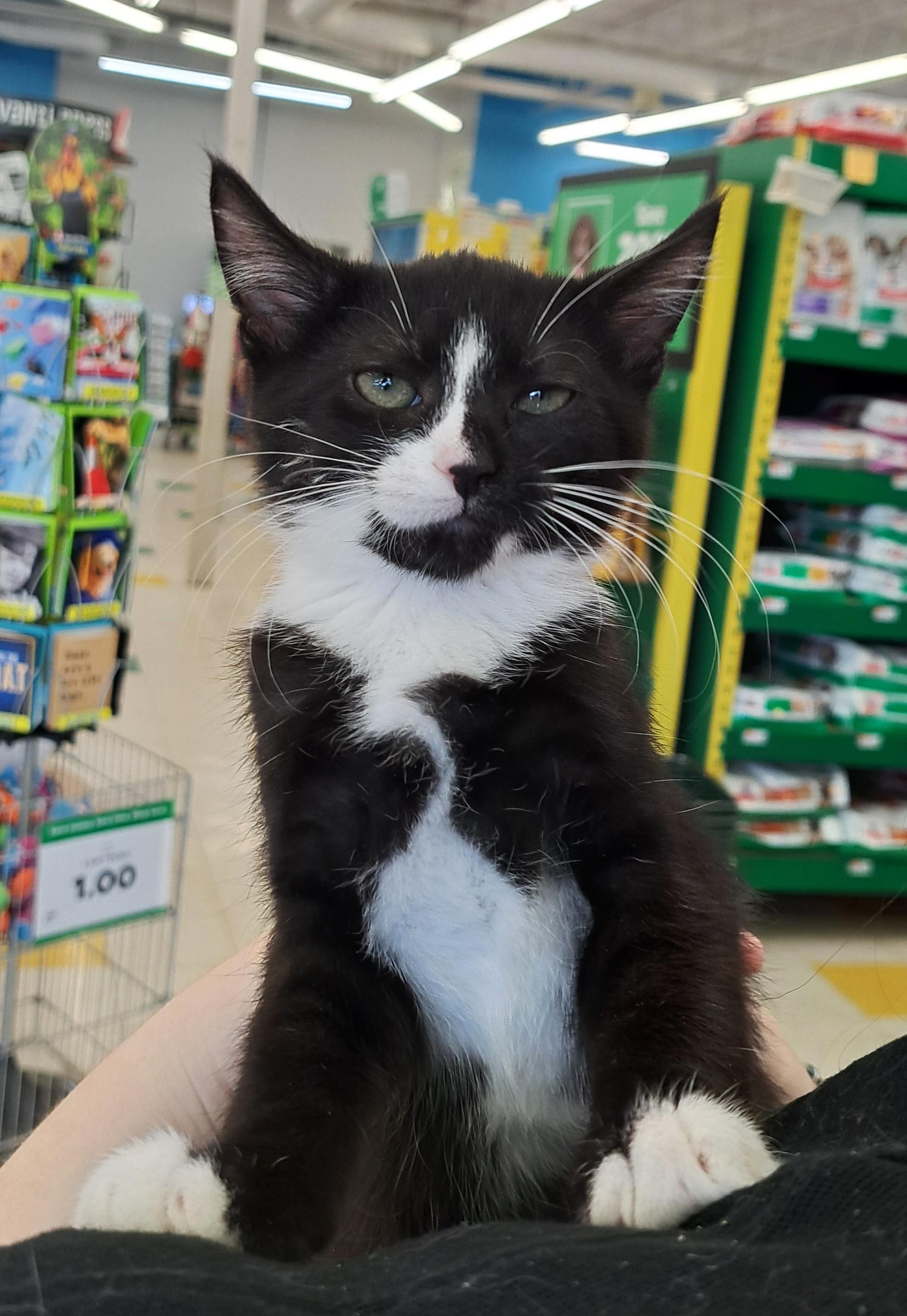 Enlarge Cameron, an adopted Tuxedo in New Albany, OH image 2/6