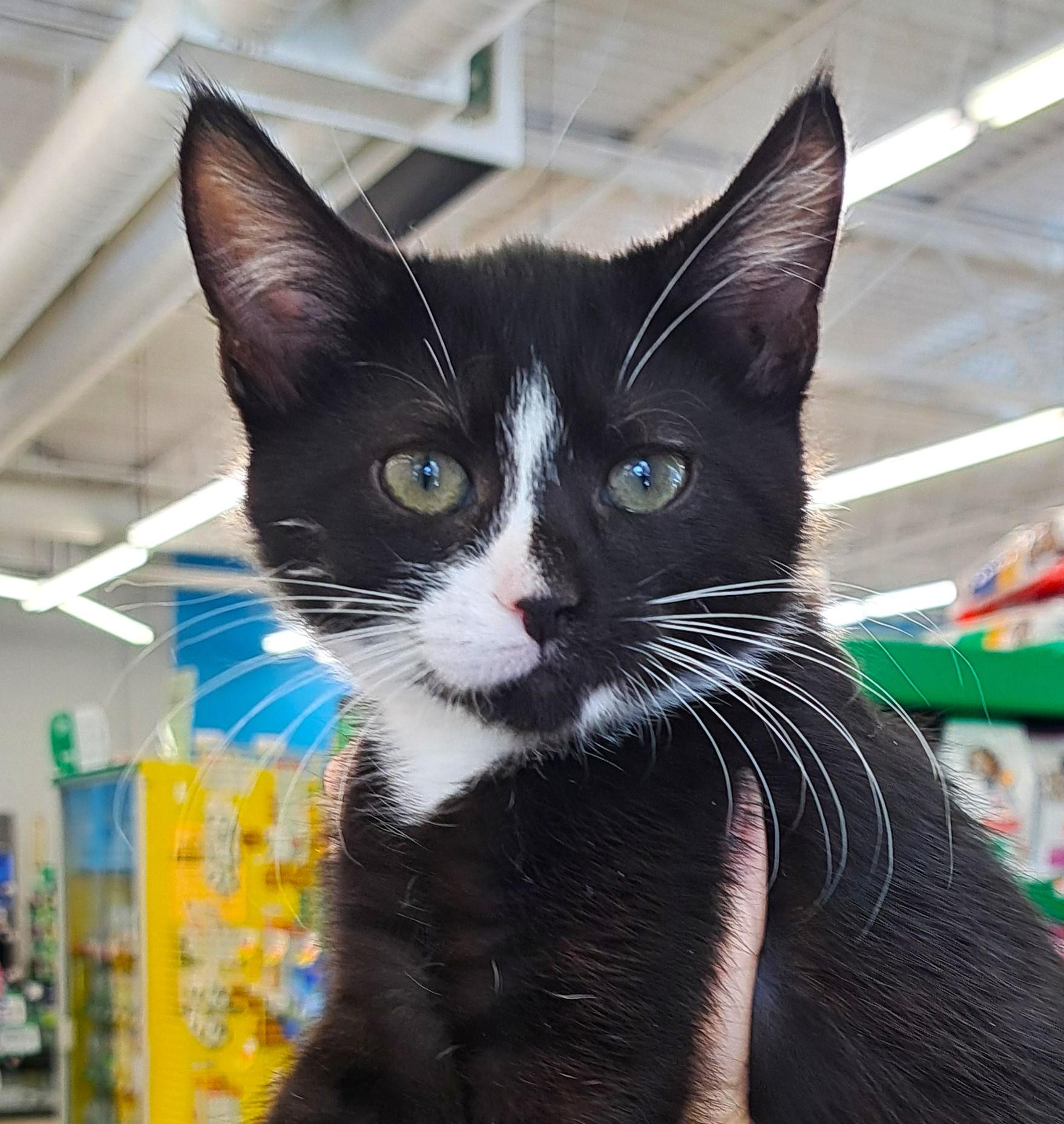 Enlarge Cameron, an adopted Tuxedo in New Albany, OH image 4/6