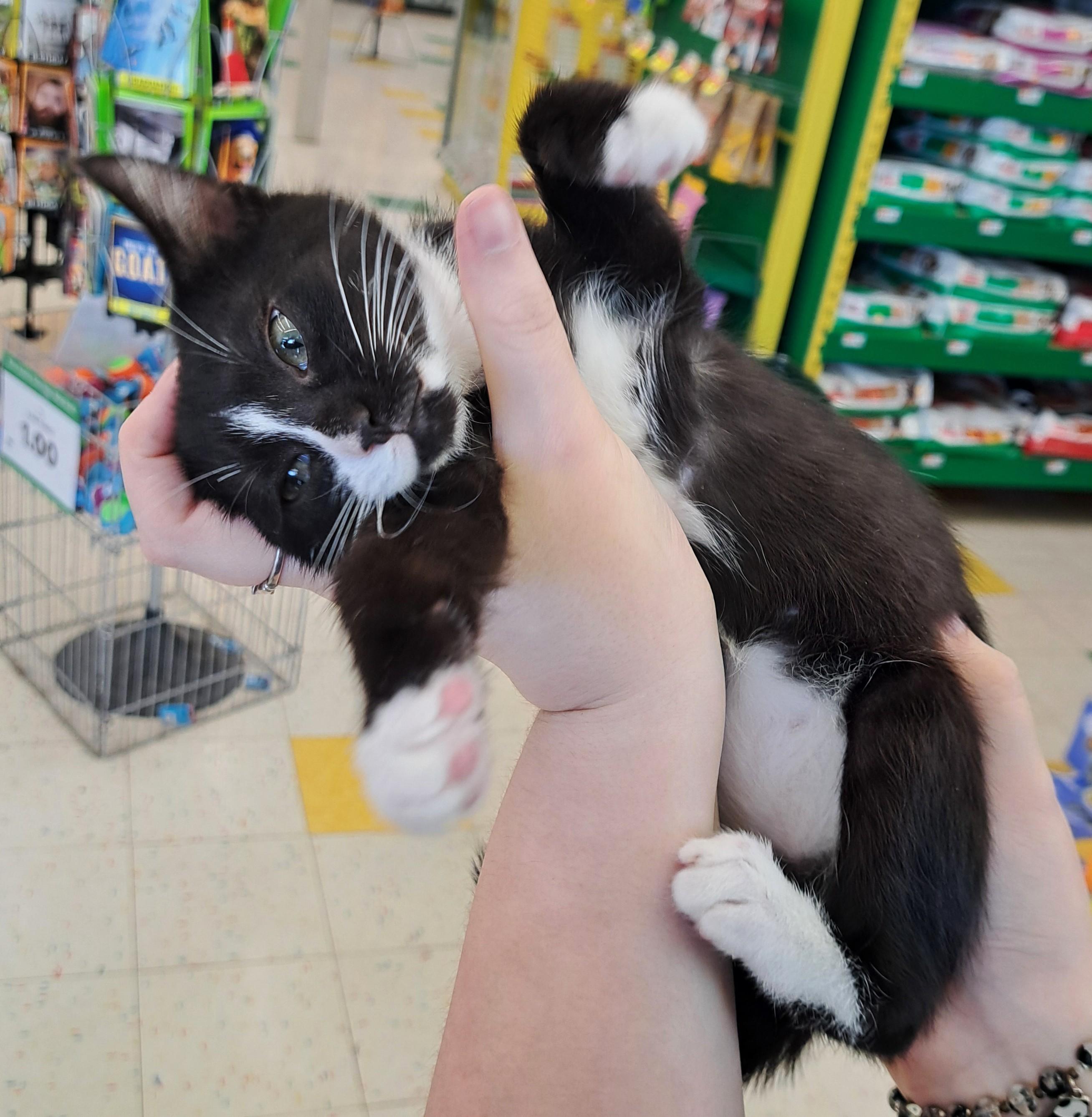 Enlarge Cameron, an adopted Tuxedo in New Albany, OH image 6/6