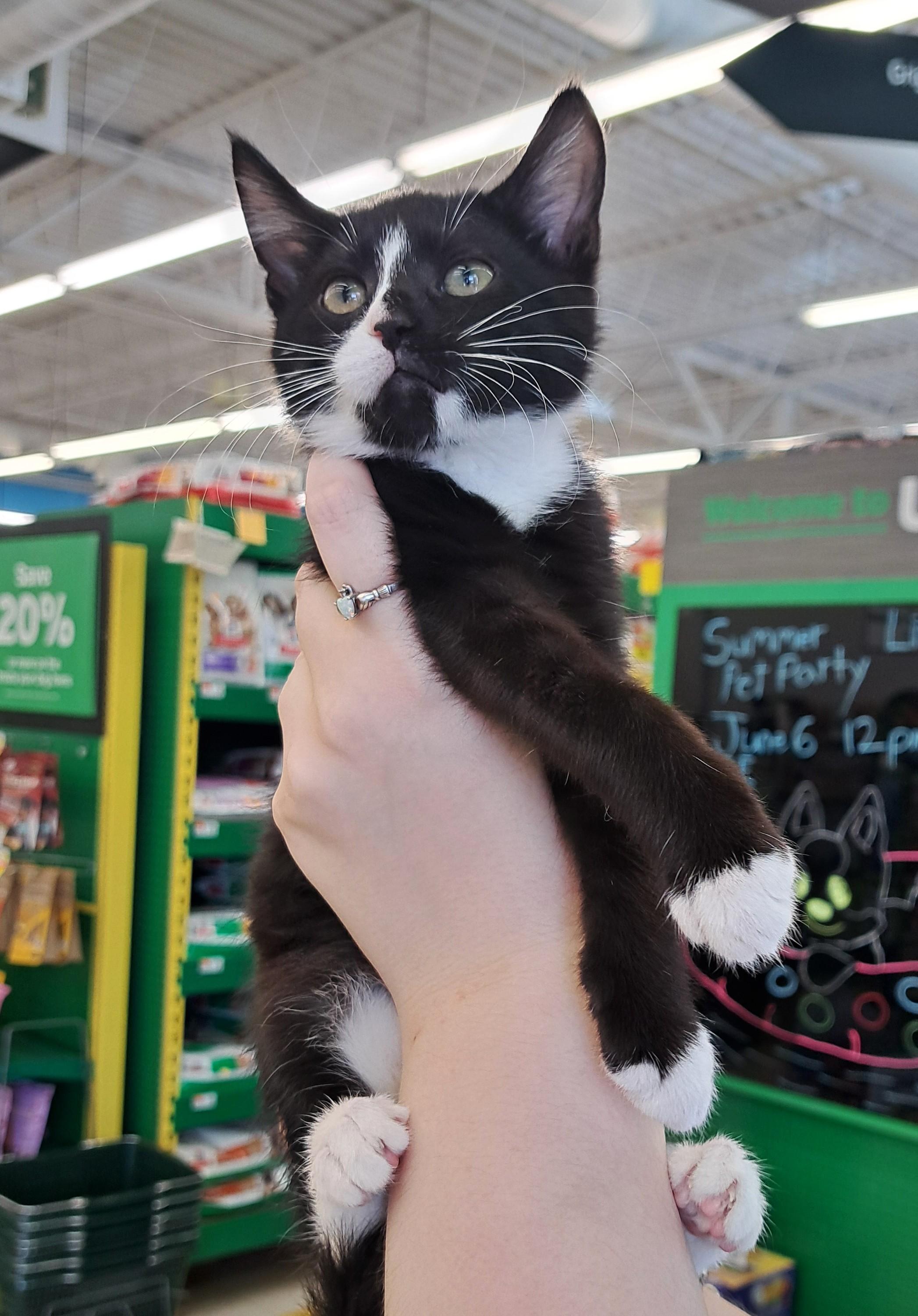 Enlarge Cameron, an adopted Tuxedo in New Albany, OH image 3/6