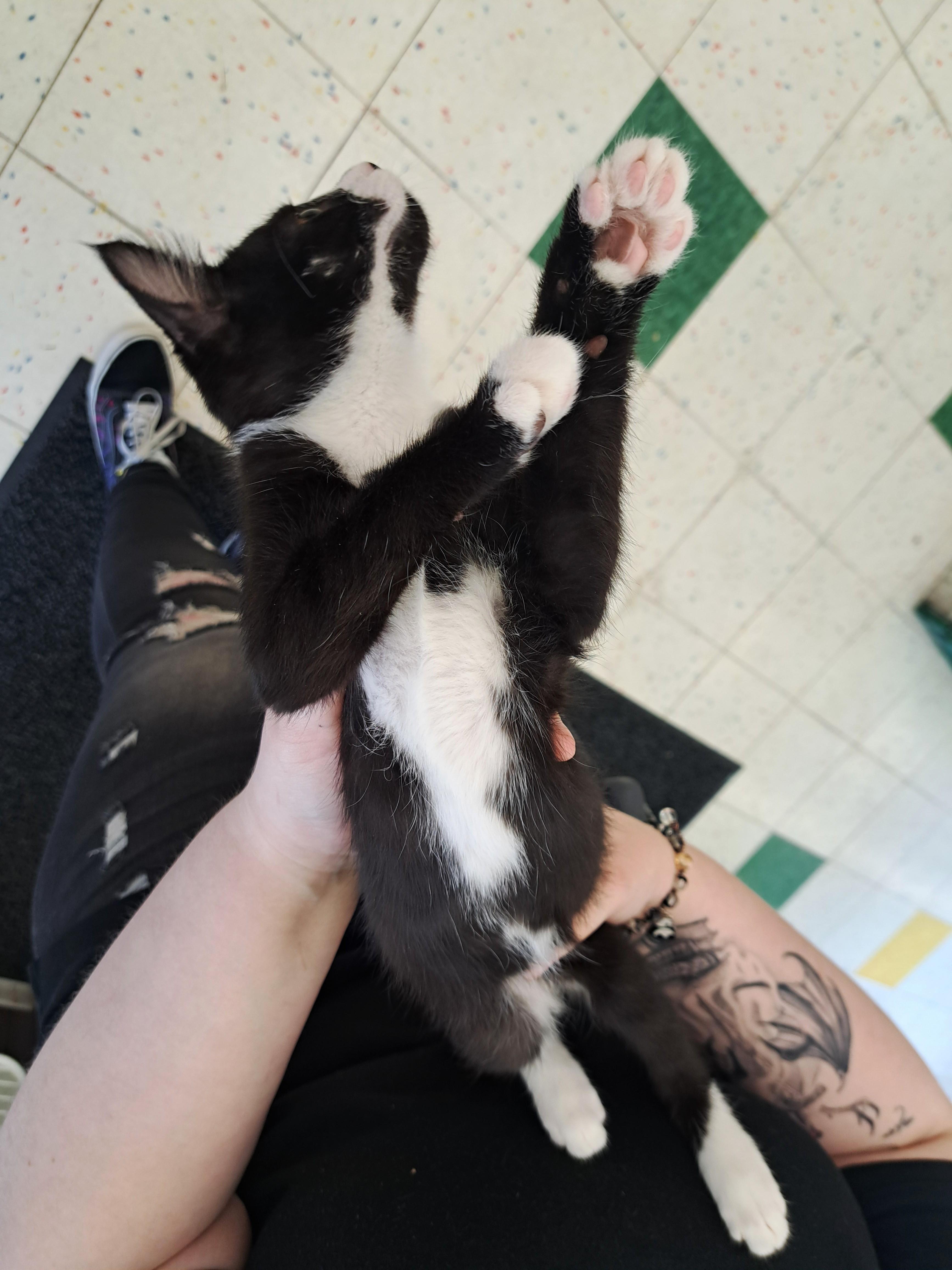 Enlarge Cameron, an adopted Tuxedo in New Albany, OH image 5/6