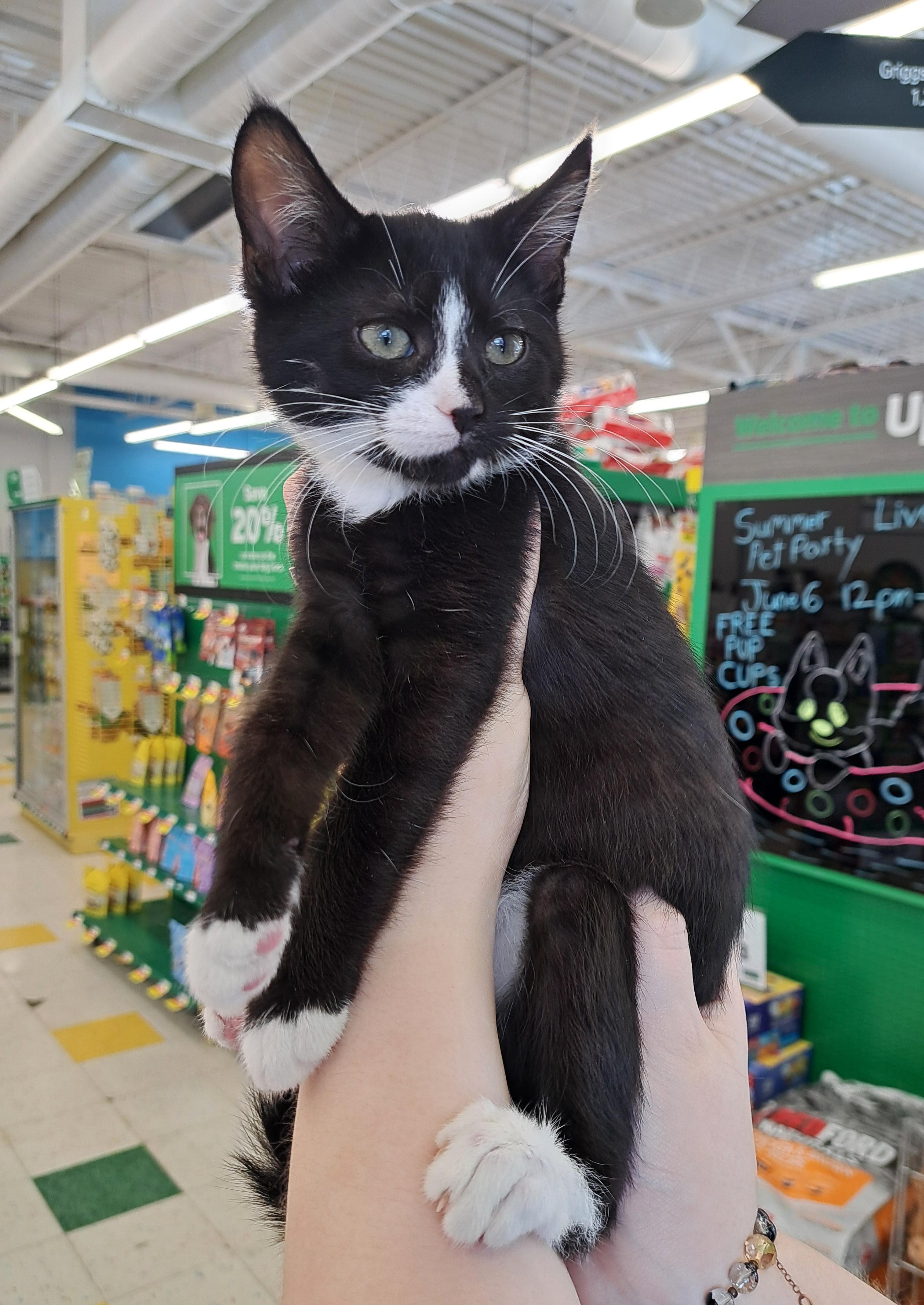 Cameron, adopted, Kitten Male Tuxedo.