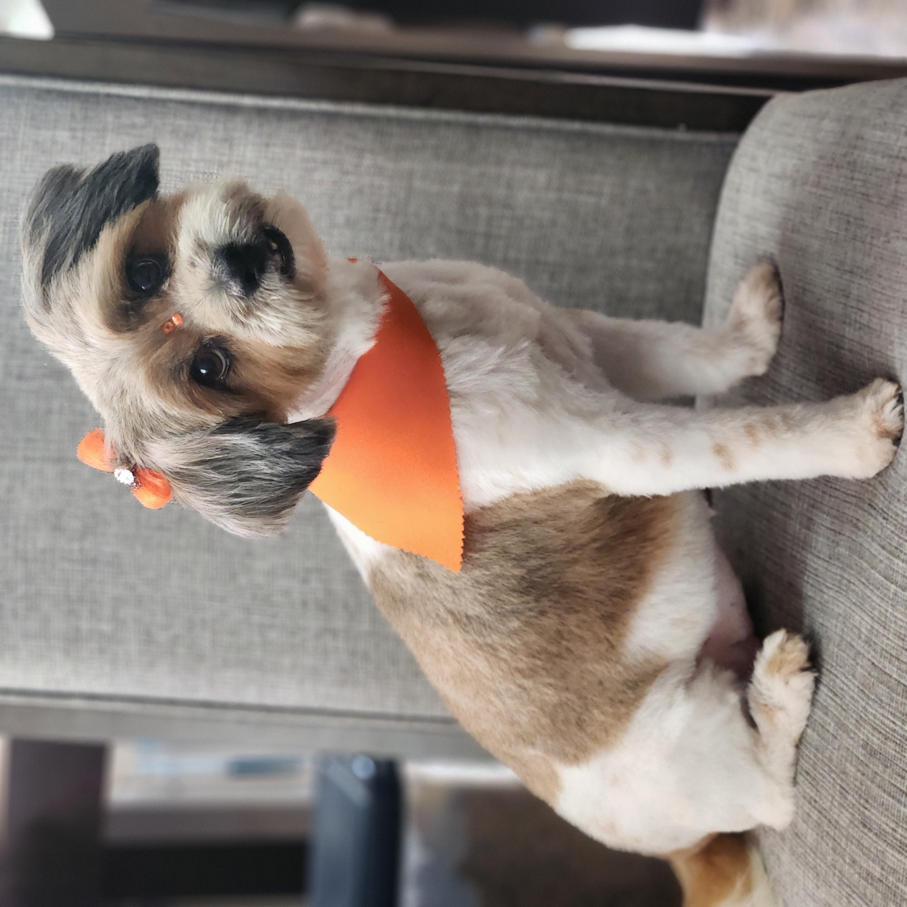 Suki, Adopted, Adult Female Shih Tzu.