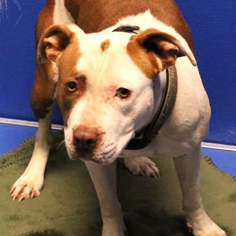 Enlarge 26-00233 BOSIE , a ADOPTABLE Pit Bull Terrier in Fredericksburg, VA image 1/1