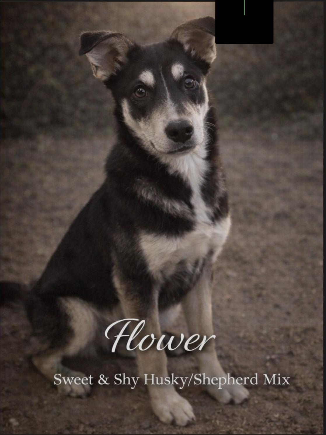 Flower, Adoptable, Young Female Mixed Breed.