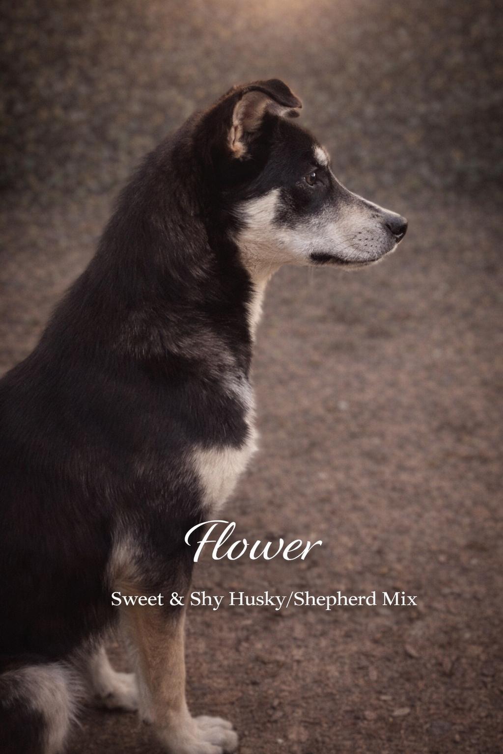 Flower, a Adoptable Mixed Breed in Livingston, TX image 3/3