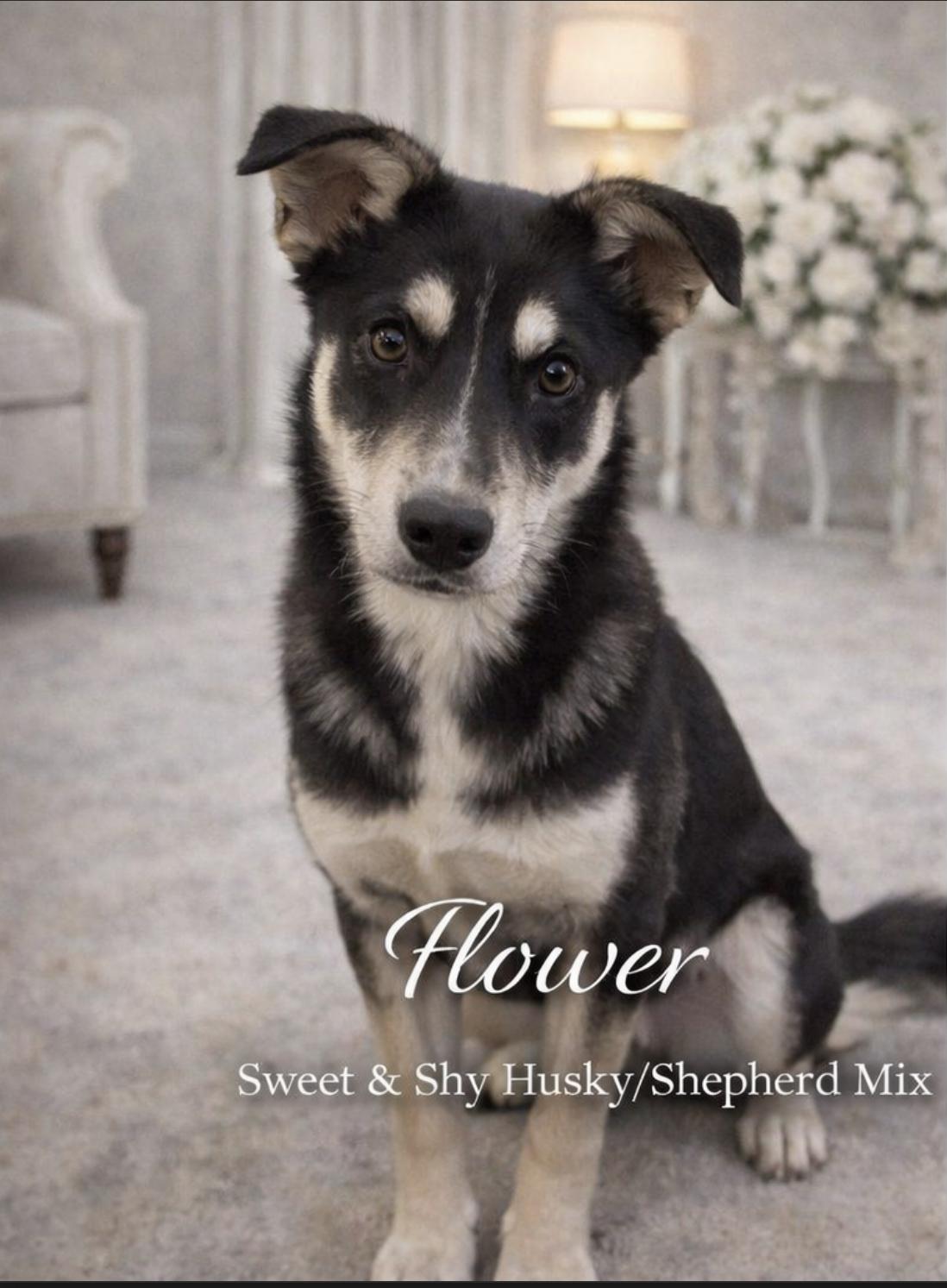 Flower, a Adoptable Mixed Breed in Livingston, TX image 2/3