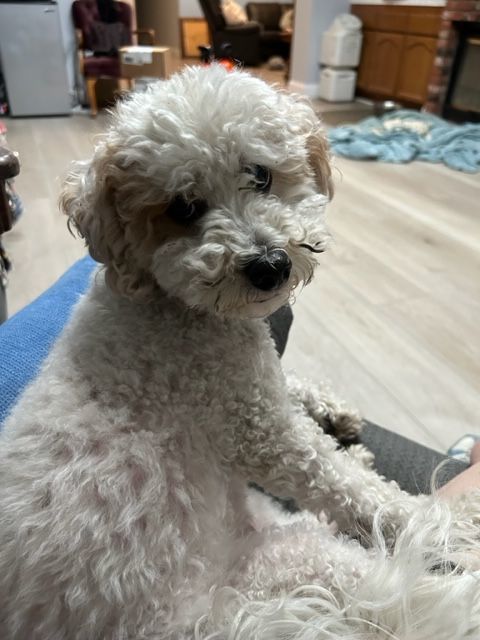 ROYAL, Adopted, Adult Male Poodle.