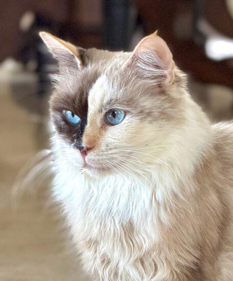 Enlarge Norma Jean, a Adopted mixed breed in Encinitas, CA image 1/1