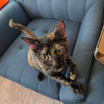 Yinzer Sundae, Adoptable, Young Female Domestic Short Hair.