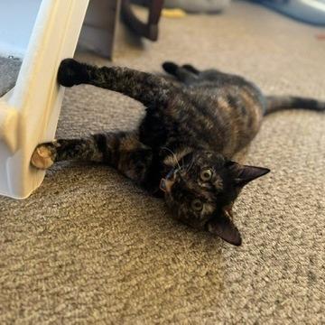 Yinzer Sundae, a Adoptable Domestic Short Hair in PITTSBURGH, PA image 2/5