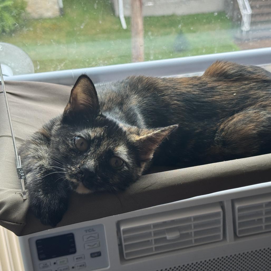 Yinzer Sundae, a Adoptable Domestic Short Hair in PITTSBURGH, PA image 3/5