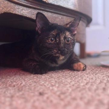 Yinzer Sundae, a Adoptable Domestic Short Hair in PITTSBURGH, PA image 4/5