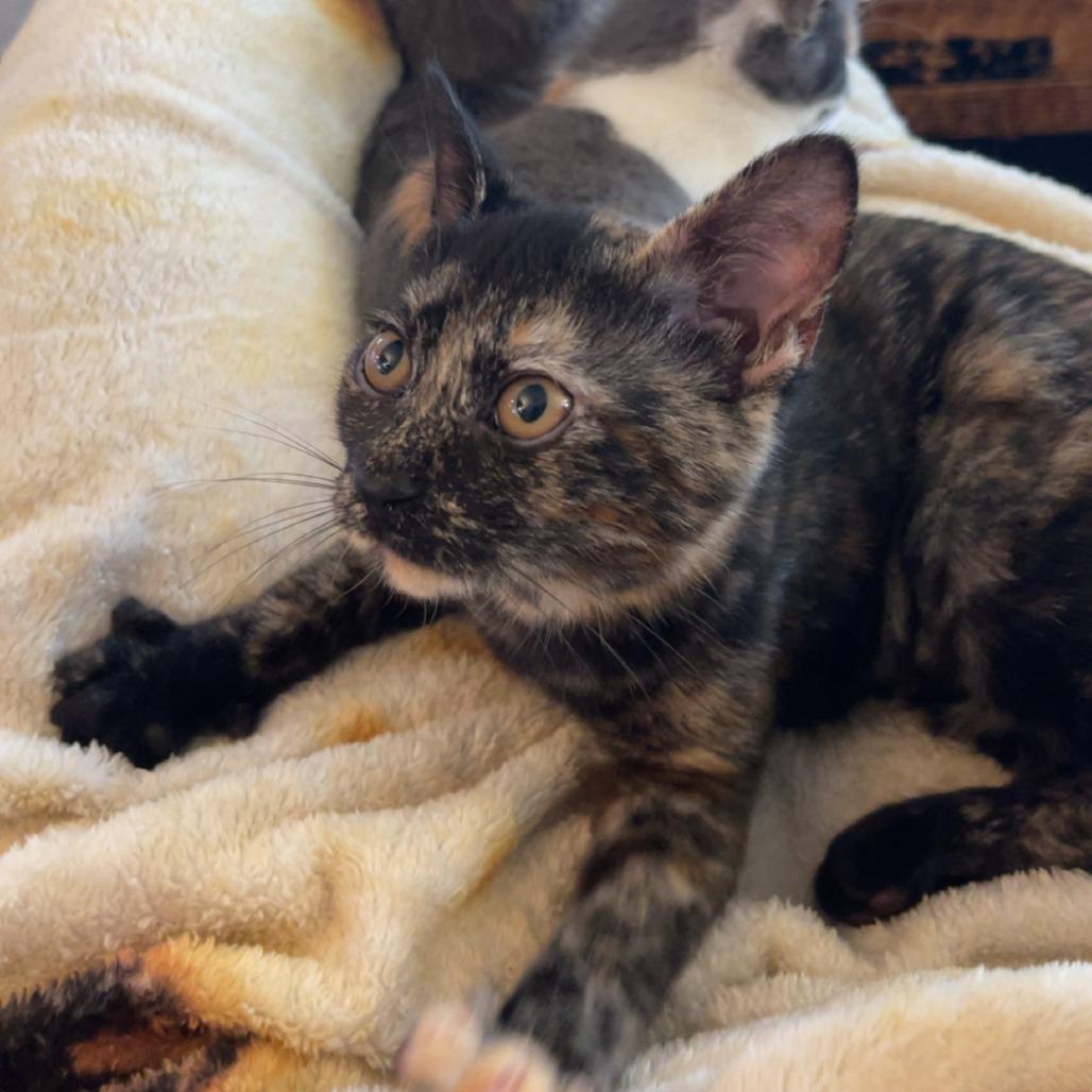 Yinzer Sundae, a Adoptable Domestic Short Hair in PITTSBURGH, PA image 5/5