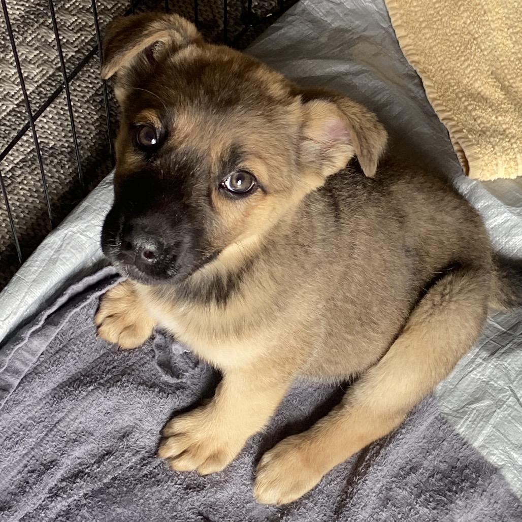 Deliah, Adoptable, Puppy Female Shepherd.