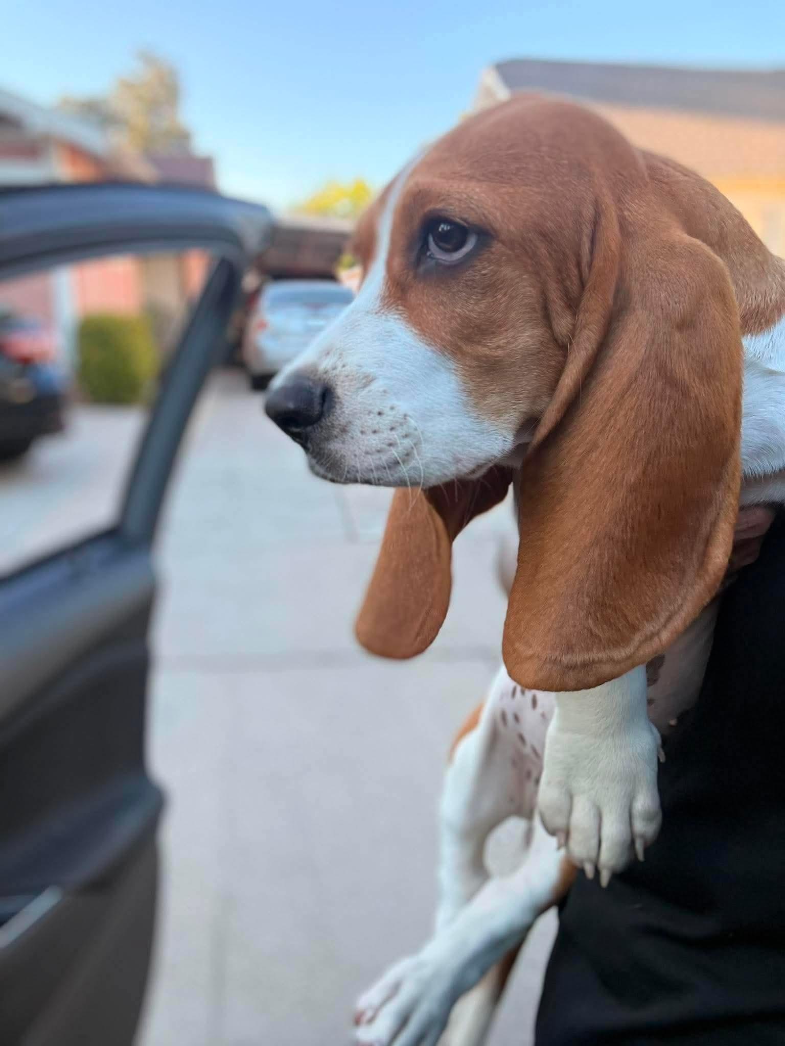 Enlarge Betty, a Adopted Basset Hound in clayton , CA image 4/4