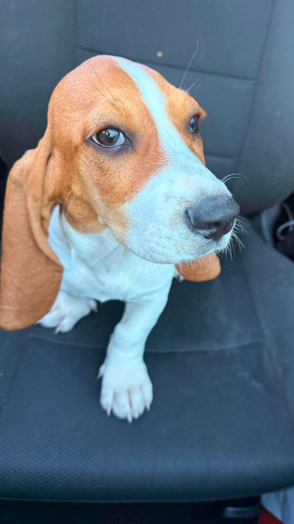 Enlarge Betty, a Adopted Basset Hound in clayton , CA image 2/4