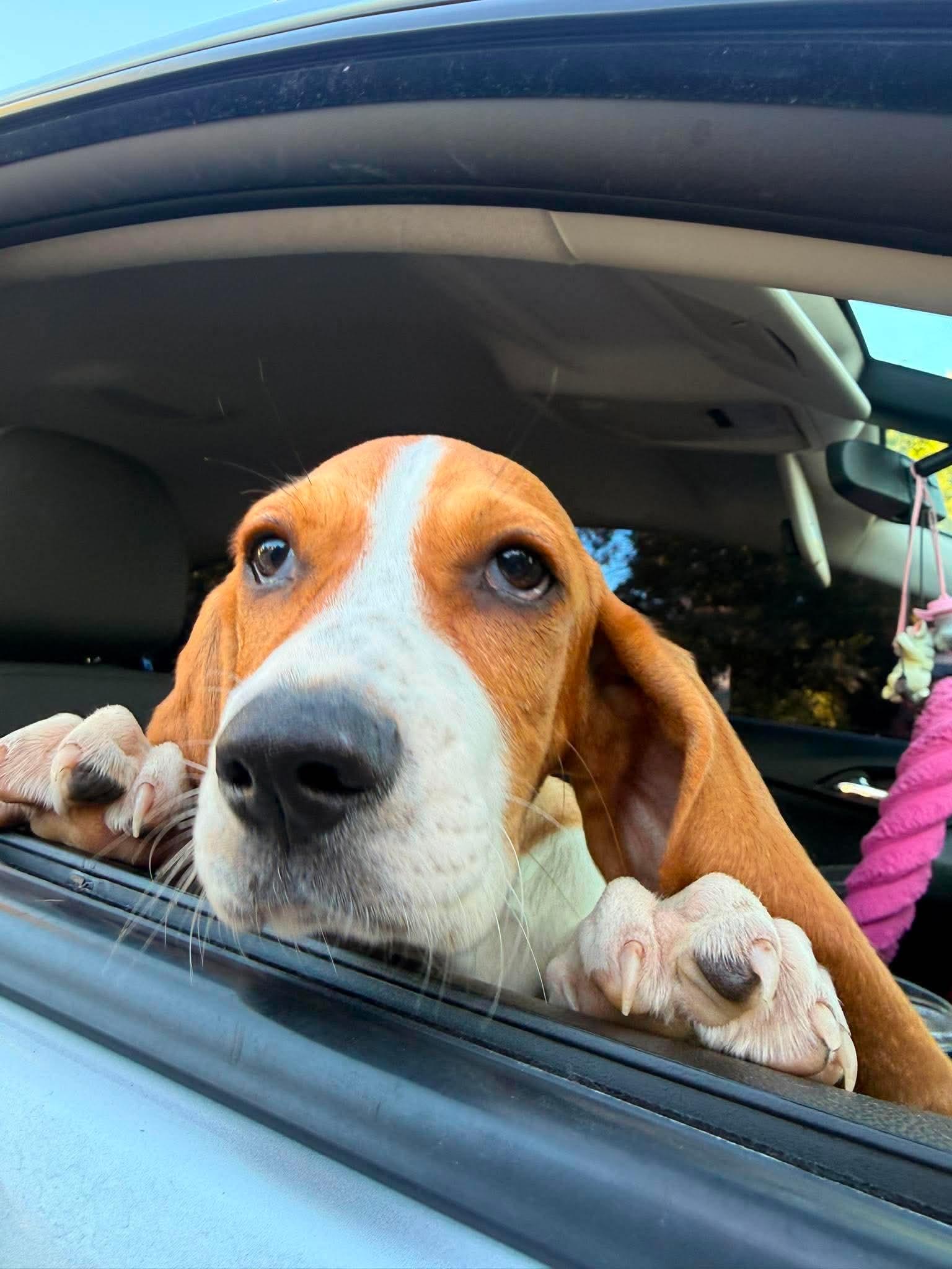 Enlarge Betty, a Adopted Basset Hound in clayton , CA image 1/4