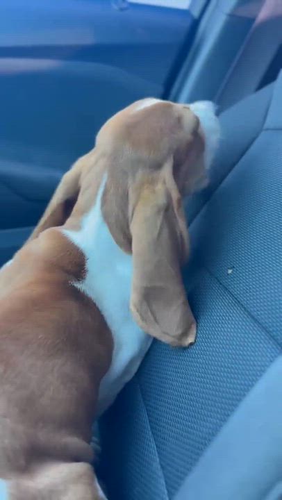 Enlarge Betty, a Adopted Basset Hound in clayton , CA video 3/4
