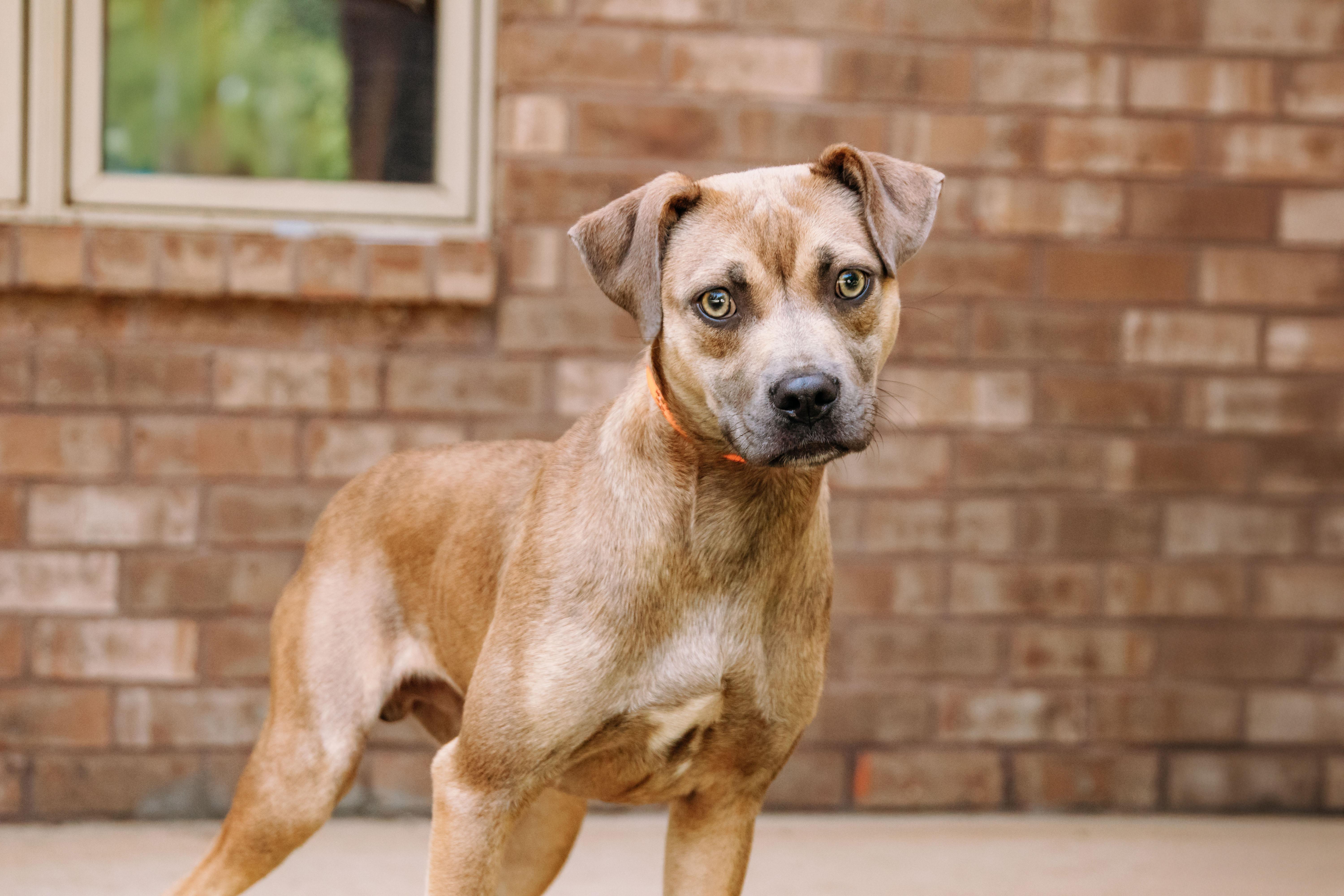 Sawyer, ADOPTABLE, Young Male Pit Bull Terrier.