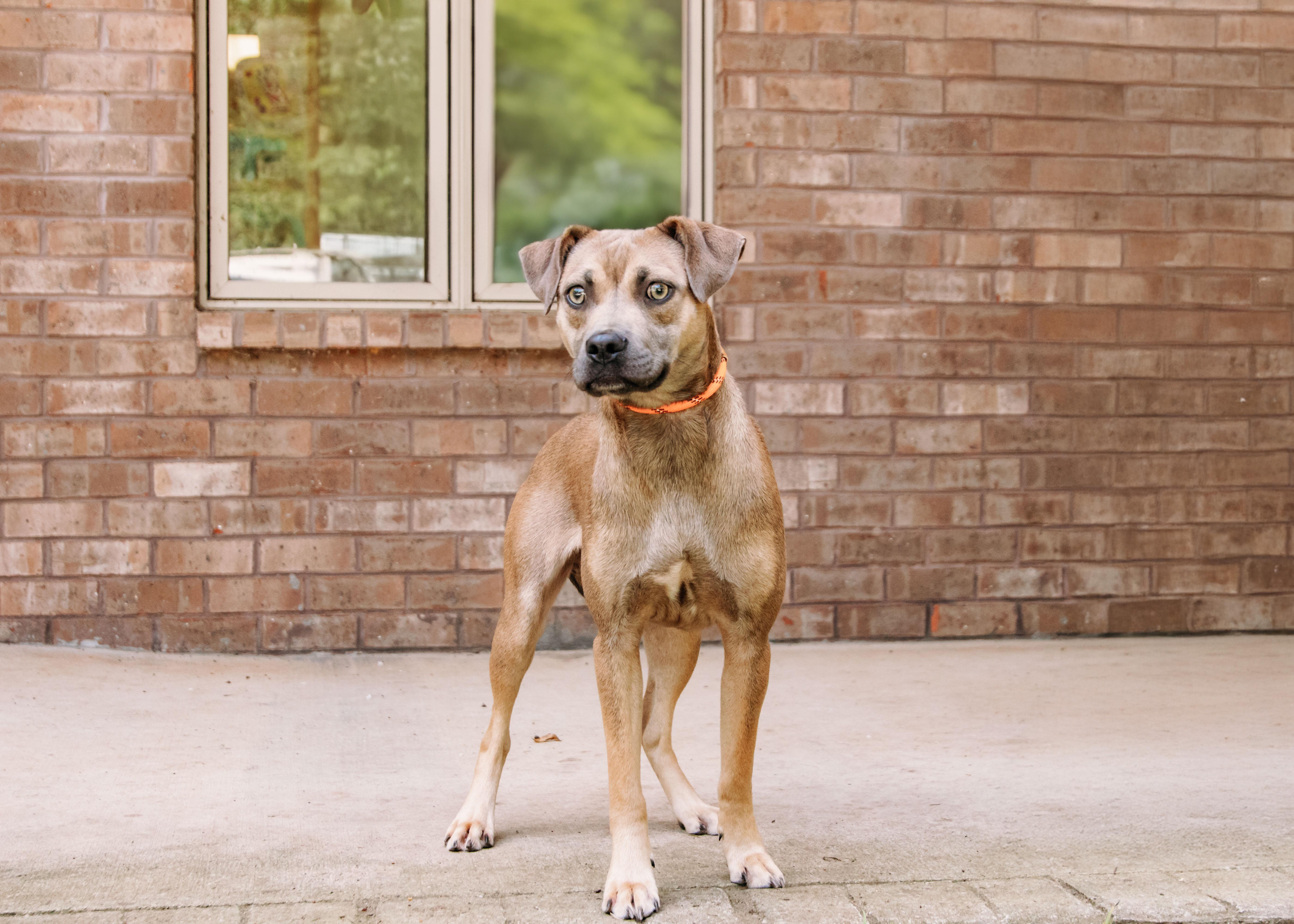 Sawyer, a ADOPTABLE mixed breed in Loudon, TN image 2/2
