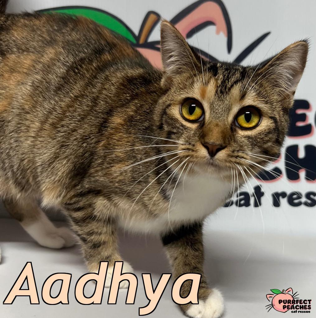 Enlarge Aadhya, a Adoptable mixed breed in Douglasville, GA image 1/2