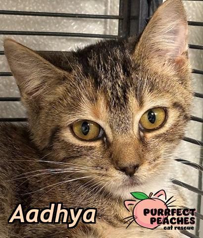 Enlarge Aadhya, a Adoptable mixed breed in Douglasville, GA image 2/2