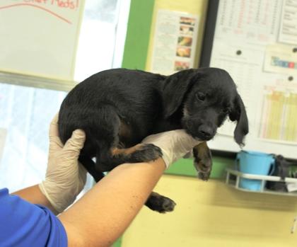Brad, Adoptable, Puppy Male Labrador Retriever & Poodle.