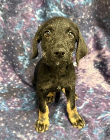 Enlarge Brad, a Adoptable mixed breed in Picayune, MS image 2/3