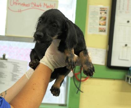 Enlarge Brad, a Adoptable mixed breed in Picayune, MS image 3/3