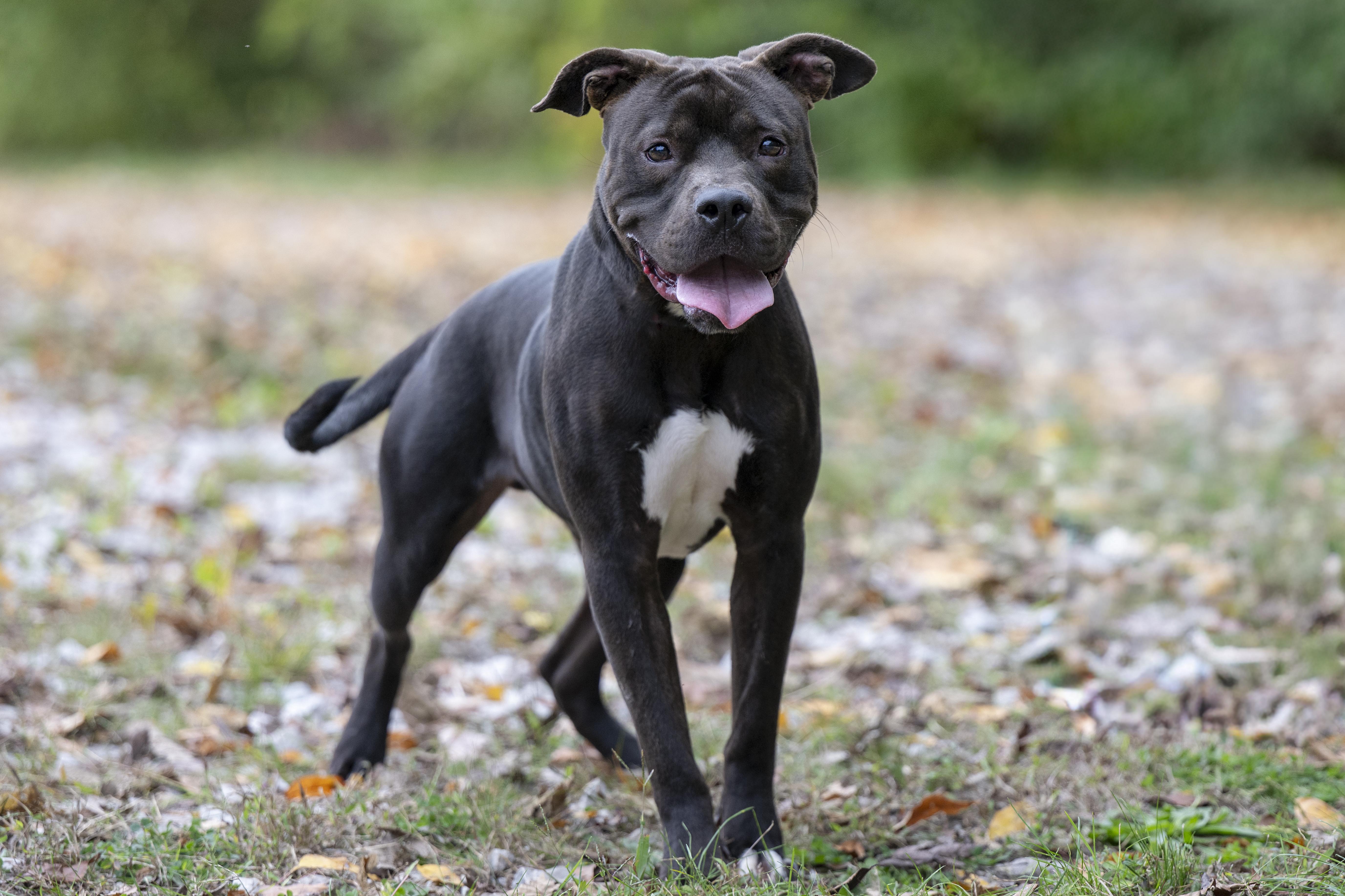Notre Dame, Adoptable, Adult Male Pit Bull Terrier.