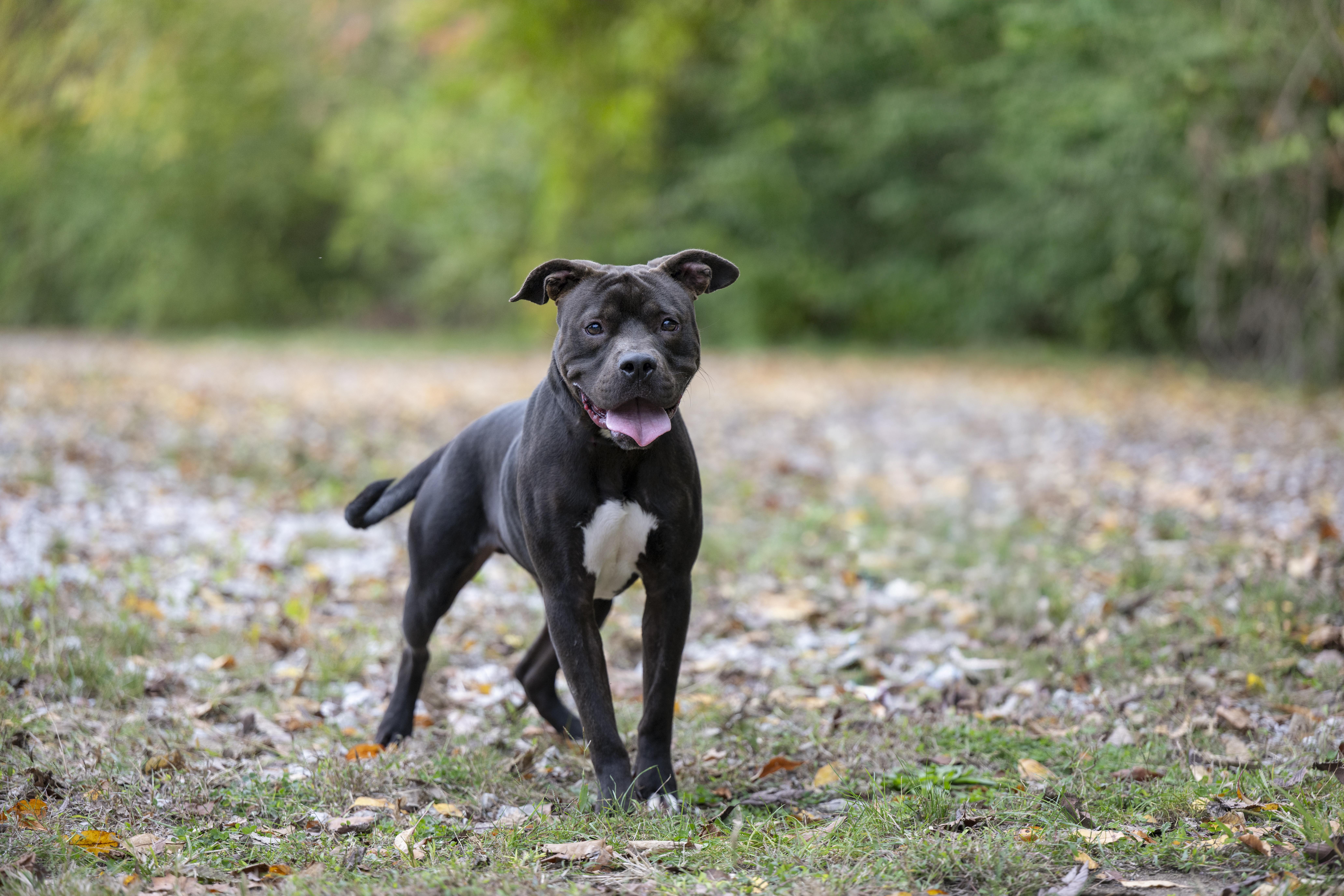 Notre Dame, Adoptable, Adult Male Pit Bull Terrier.
