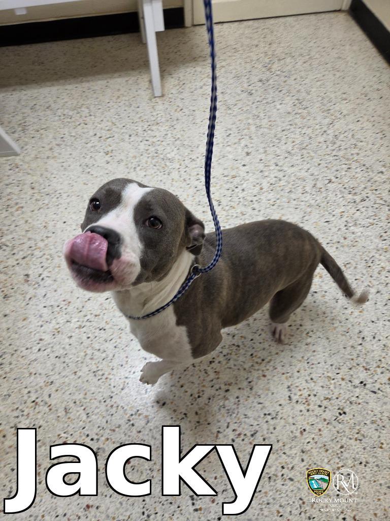 Jacky, a Adoptable Pit Bull Terrier in Rocky Mount, NC image 1/2