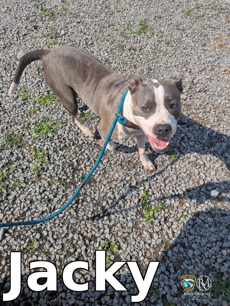 Jacky, a Adoptable Pit Bull Terrier in Rocky Mount, NC image 2/2