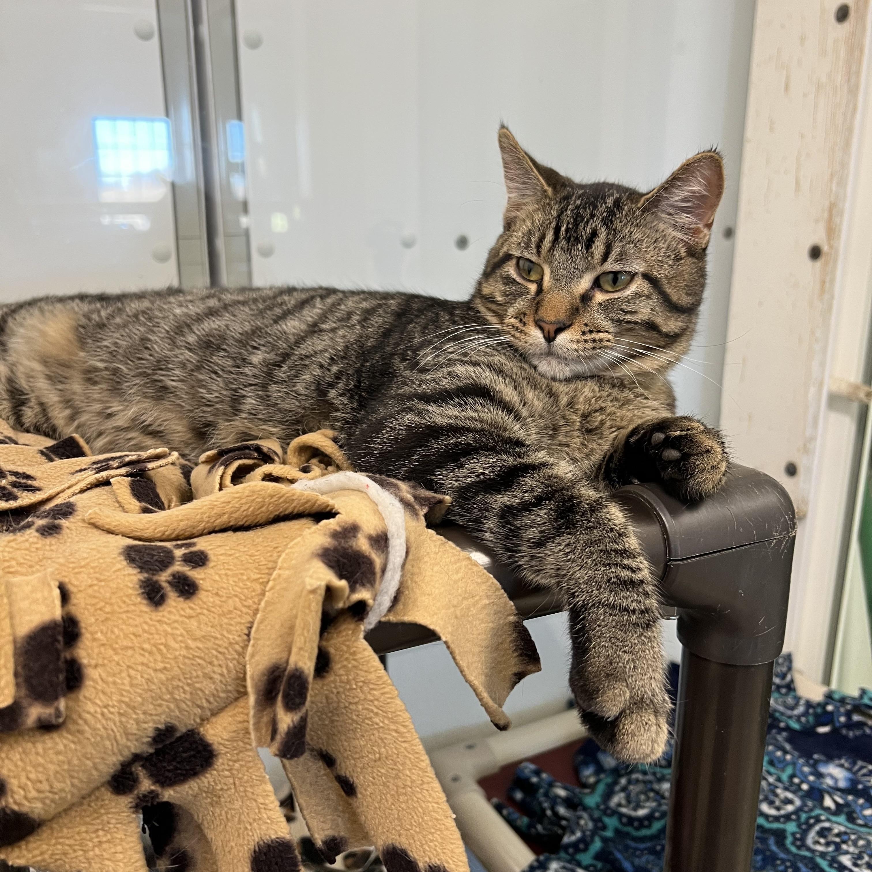 Harvey, a Adoptable Domestic Short Hair in Fairmont, MN image 5/6