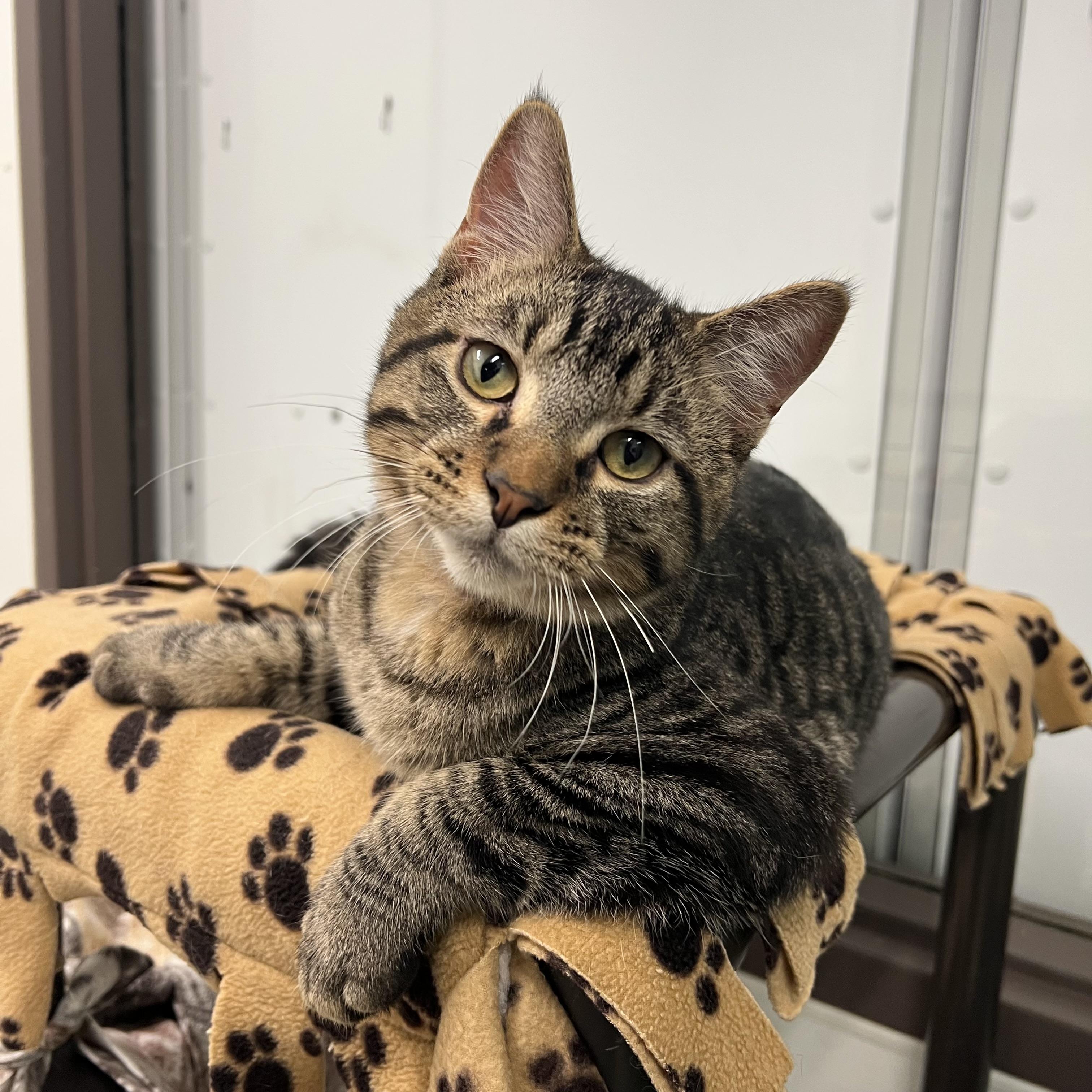 Harvey, Adoptable, Young Male Domestic Short Hair.