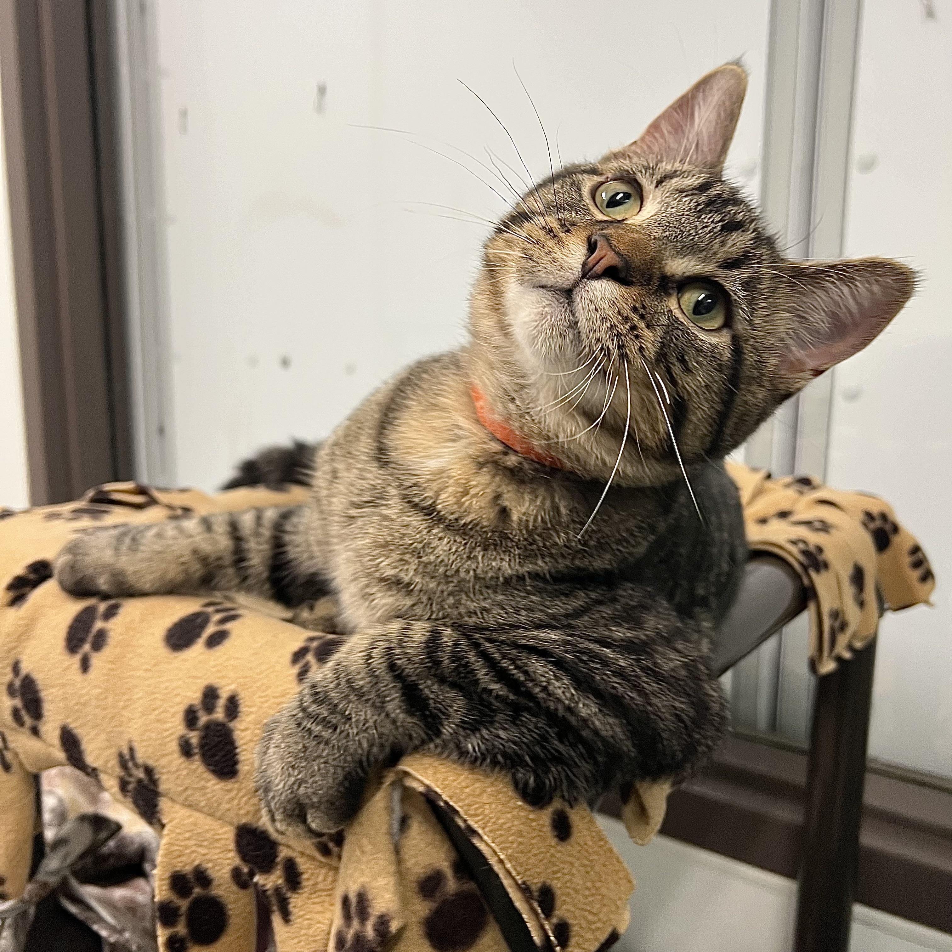 Harvey, a Adoptable Domestic Short Hair in Fairmont, MN image 2/6