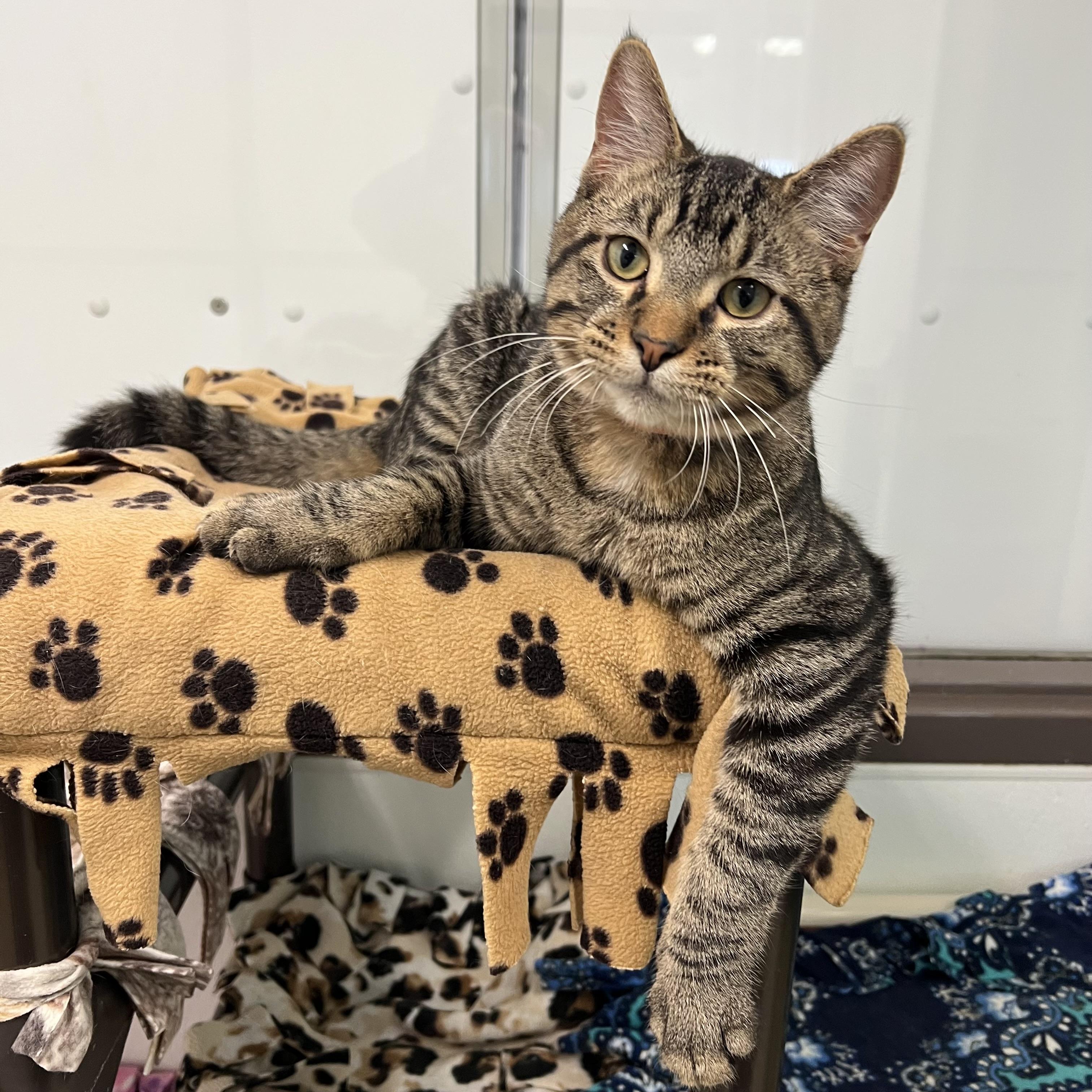 Harvey, a Adoptable Domestic Short Hair in Fairmont, MN image 3/6