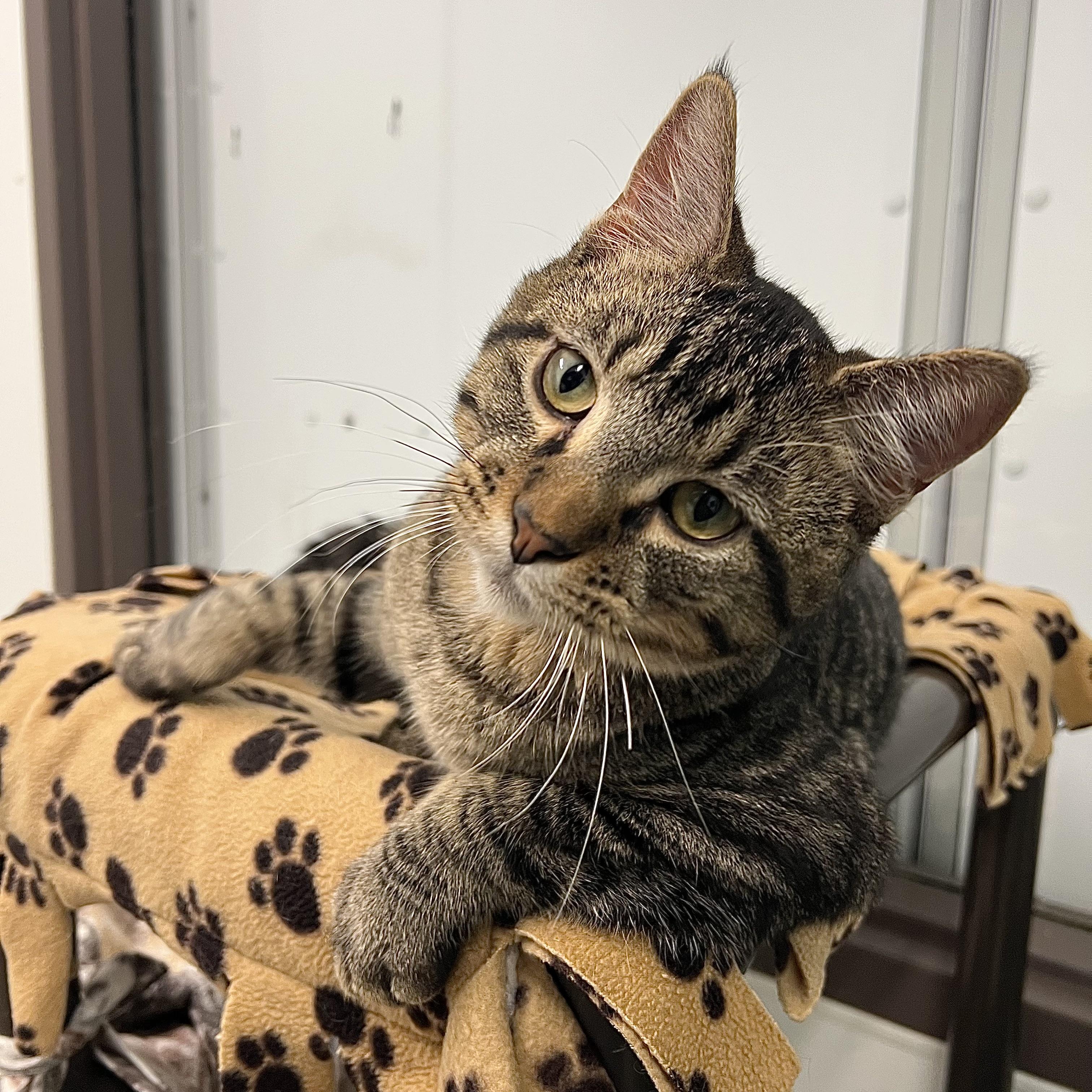 Harvey, a Adoptable Domestic Short Hair in Fairmont, MN image 6/6