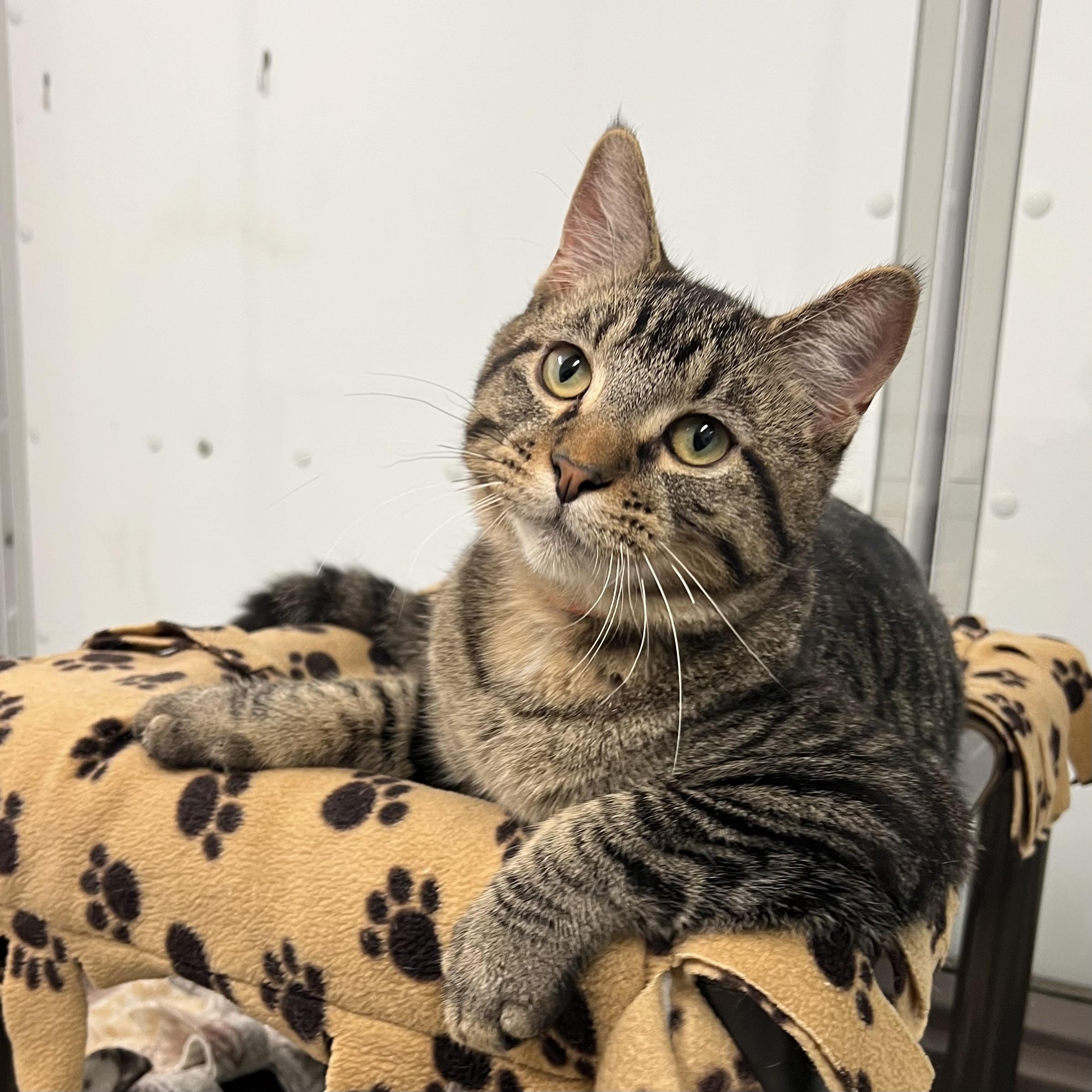 Harvey, a Adoptable Domestic Short Hair in Fairmont, MN image 4/6